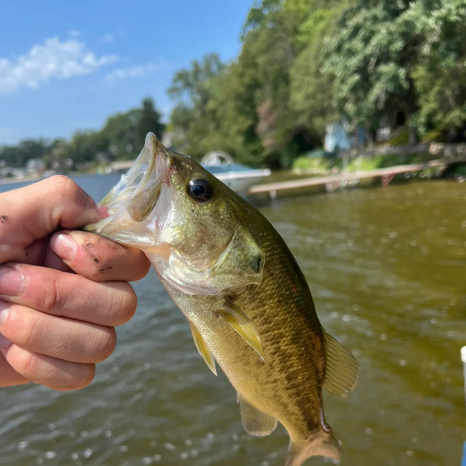 Largemouth bass caught on Fishbrain