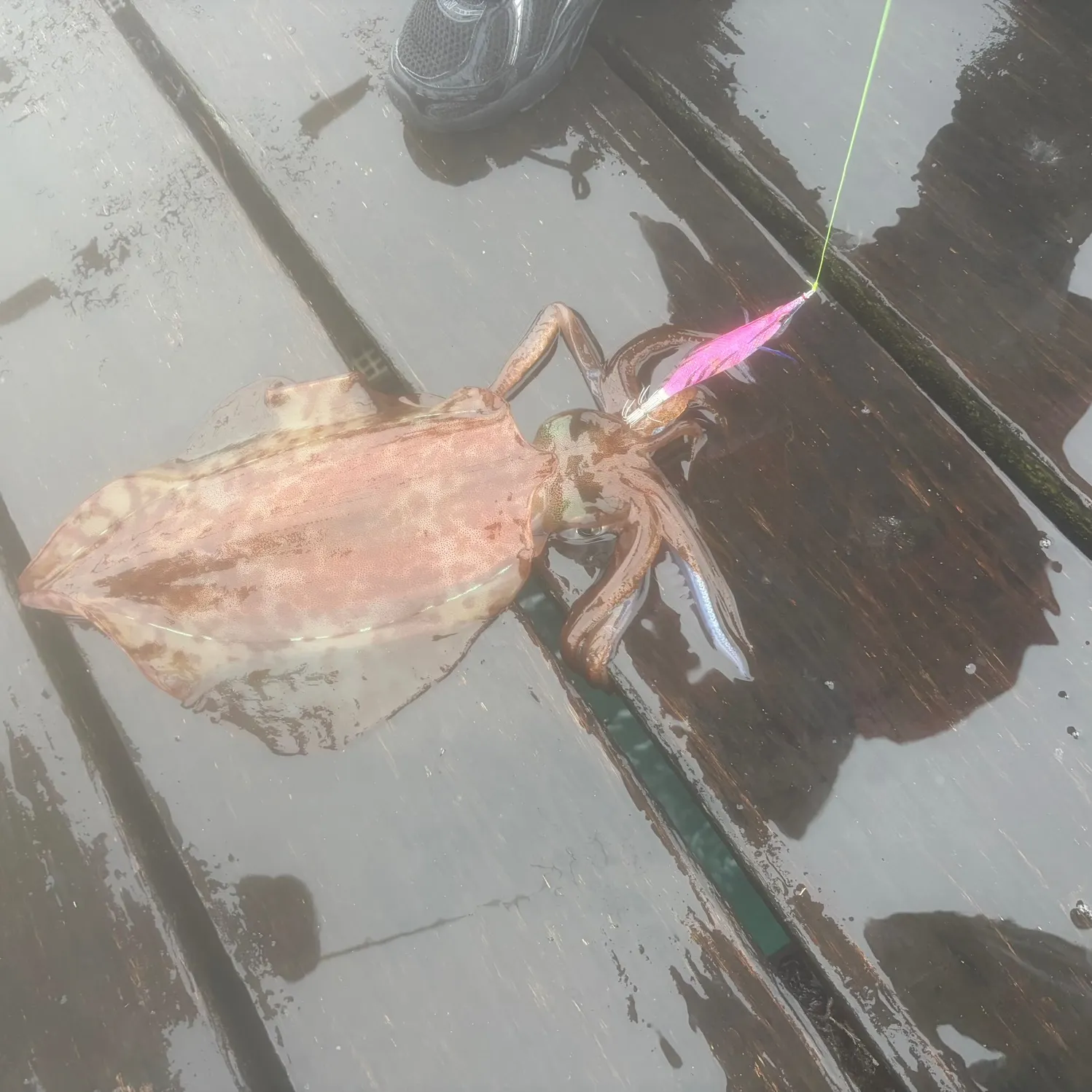 Southern calamari caught on Fishbrain