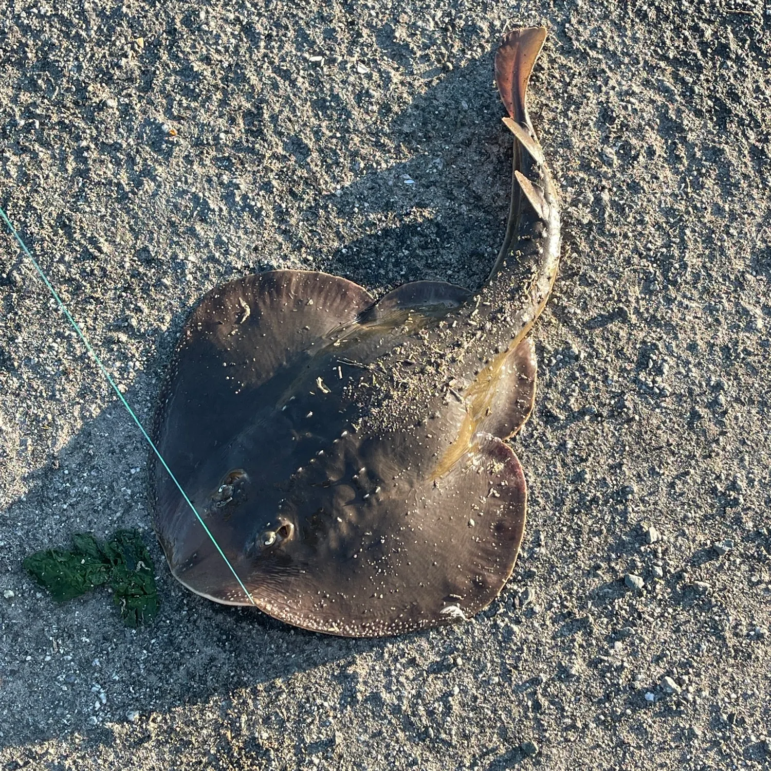 The most recent Sepia stingray catches on Fishbrain