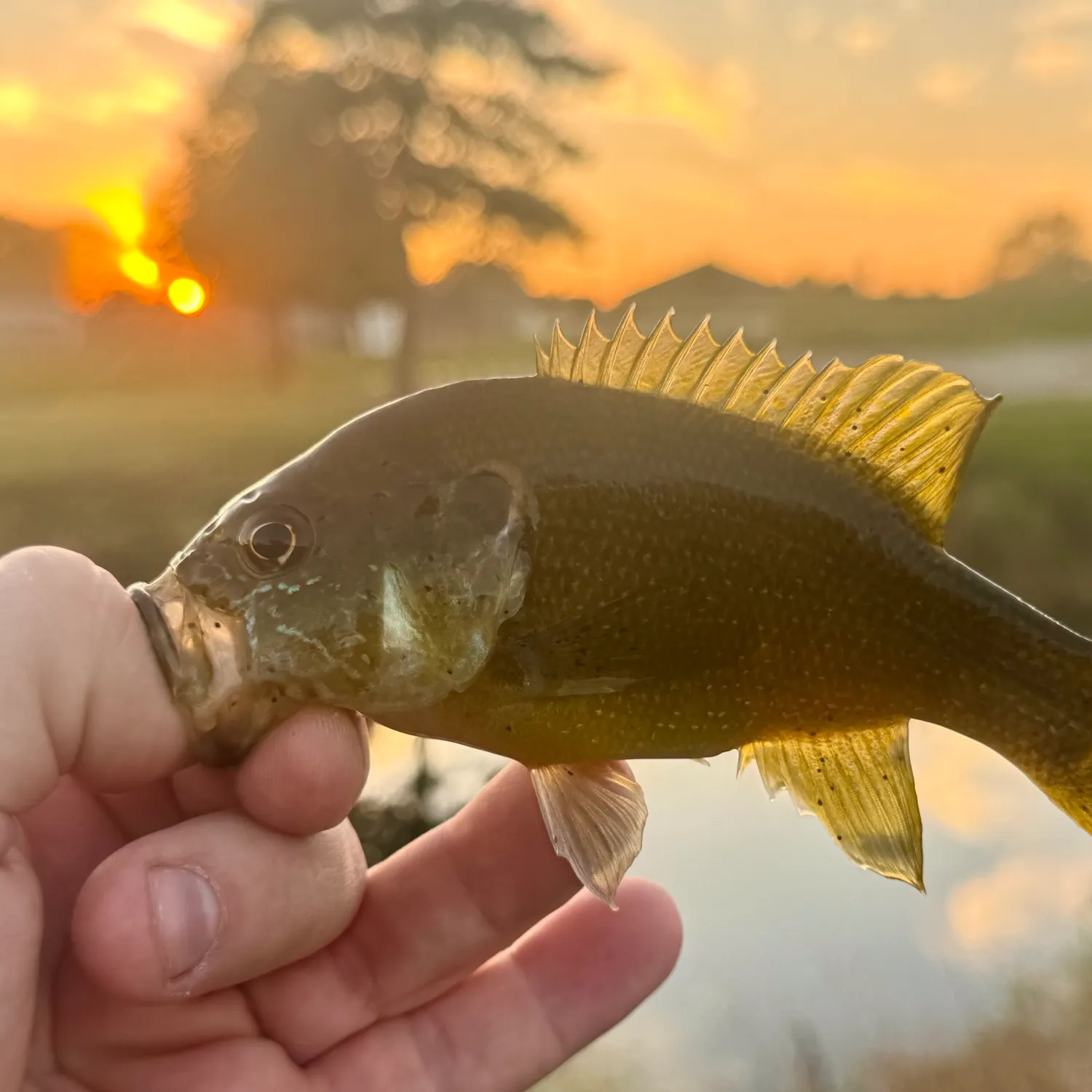Green sunfish caught on Fishbrain