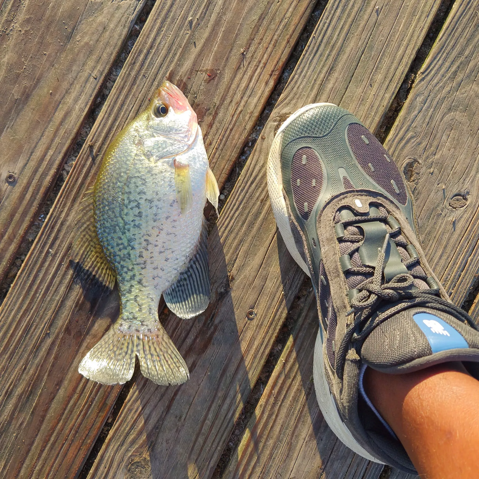 Black crappie caught on Fishbrain