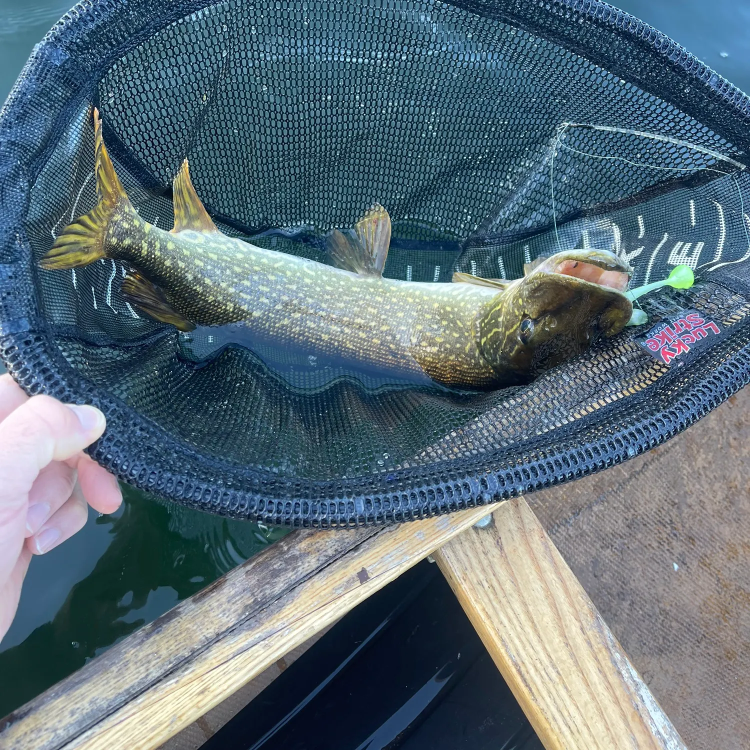 Northern pike caught on Fishbrain