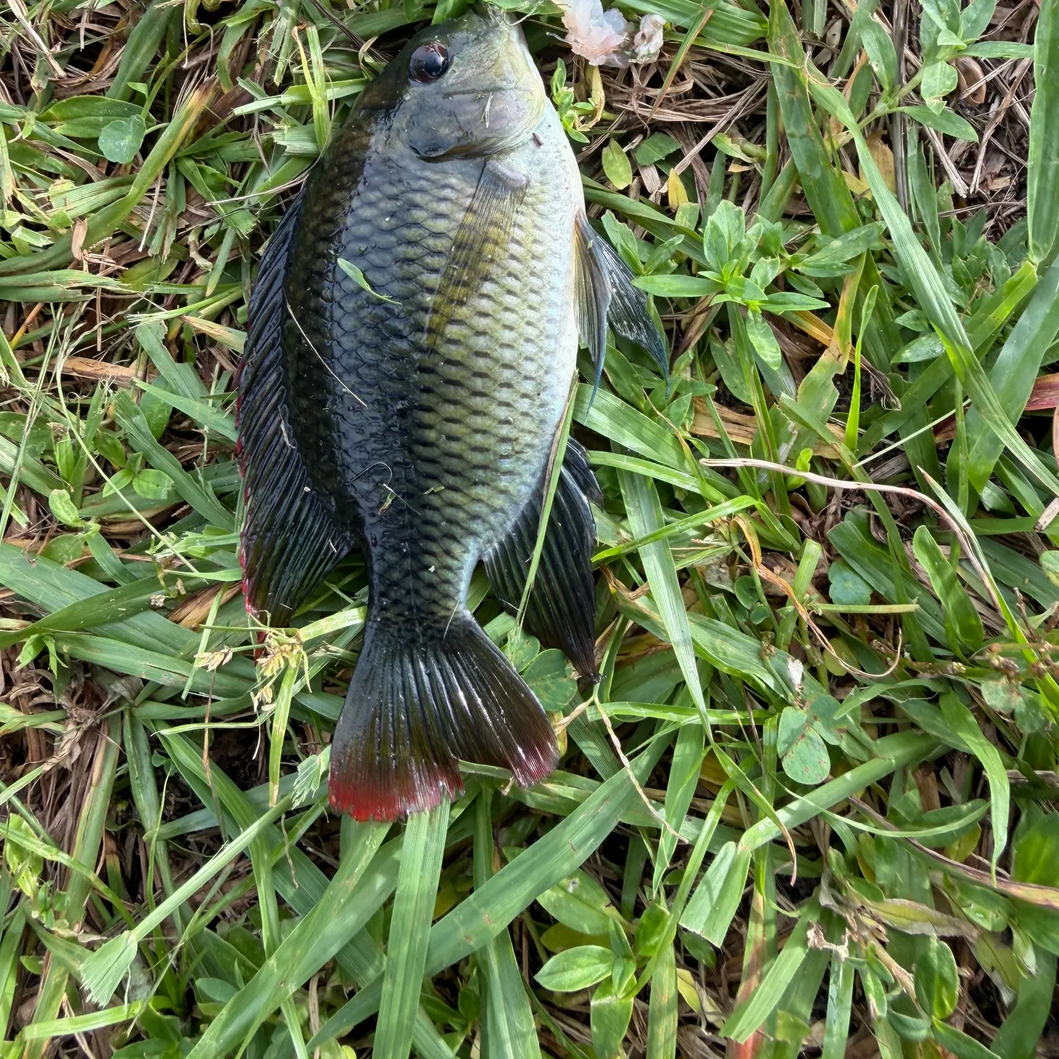 The most recent Spotted tilapia catches on Fishbrain
