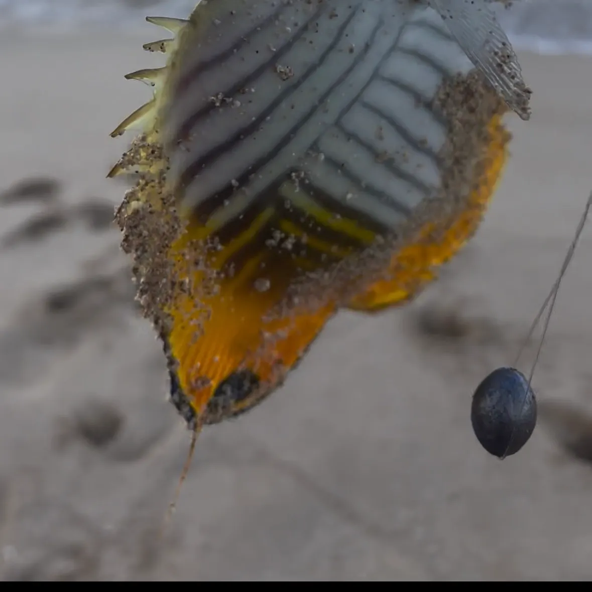 The most recent Threadfin butterflyfish catches on Fishbrain