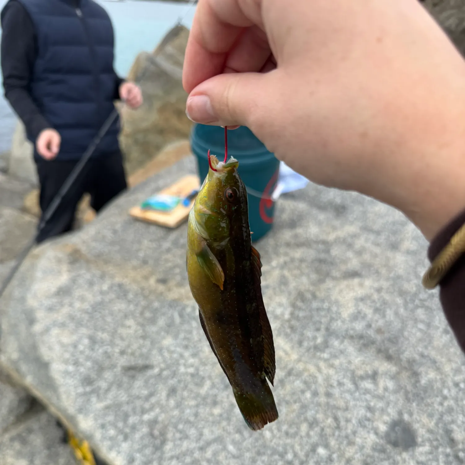 The most recent Surge wrasse catches on Fishbrain