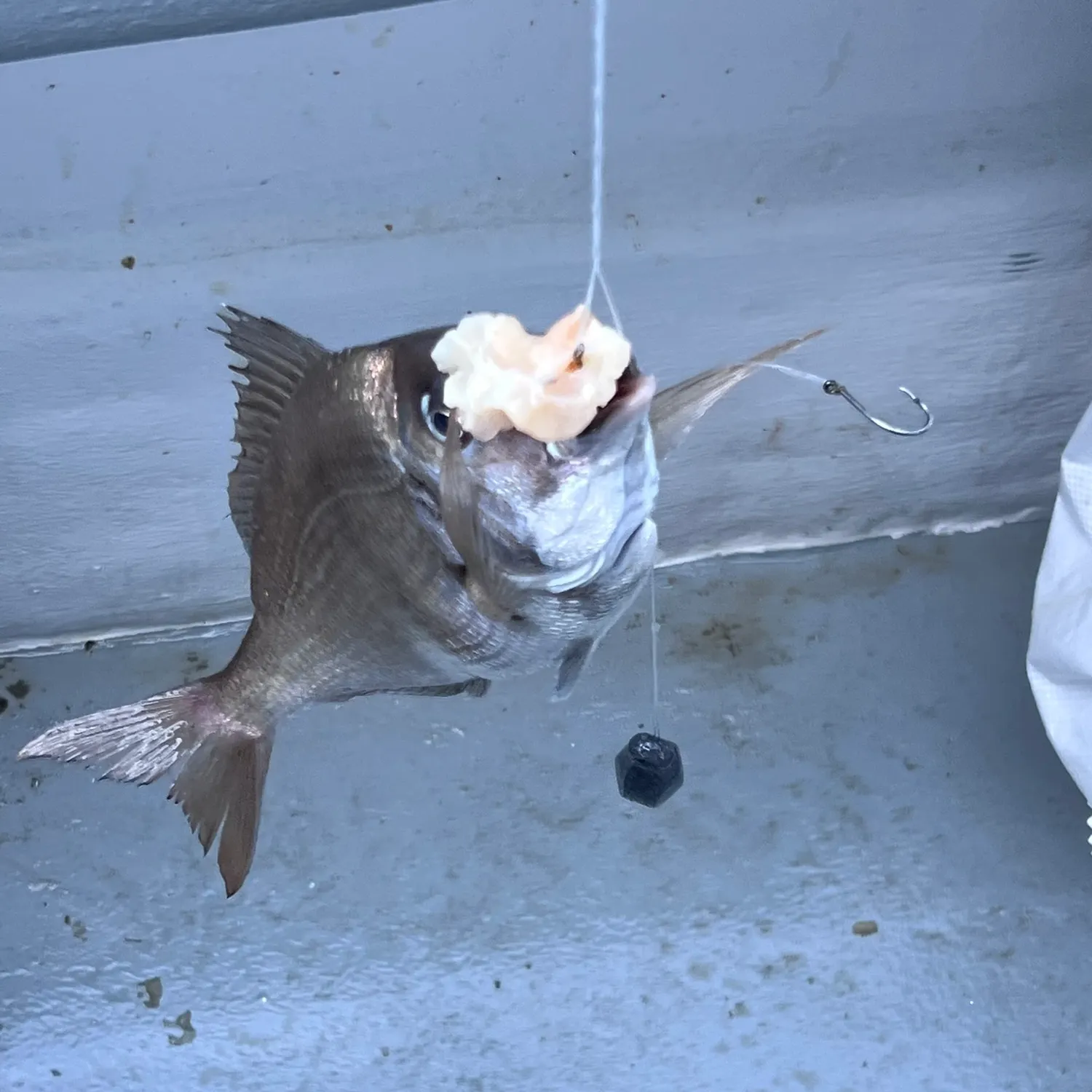 The most recent Silver porgy catches on Fishbrain