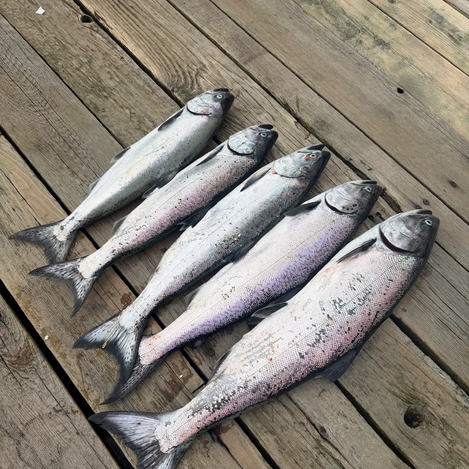 recently logged catches