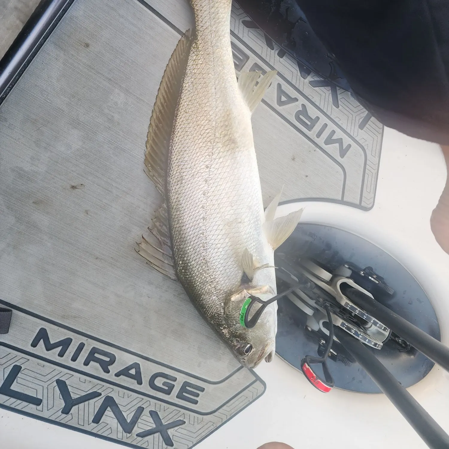 The most recent Japanese meagre catches on Fishbrain