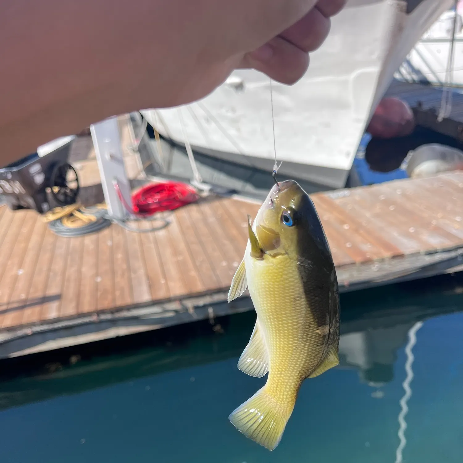 Opaleye caught on Fishbrain