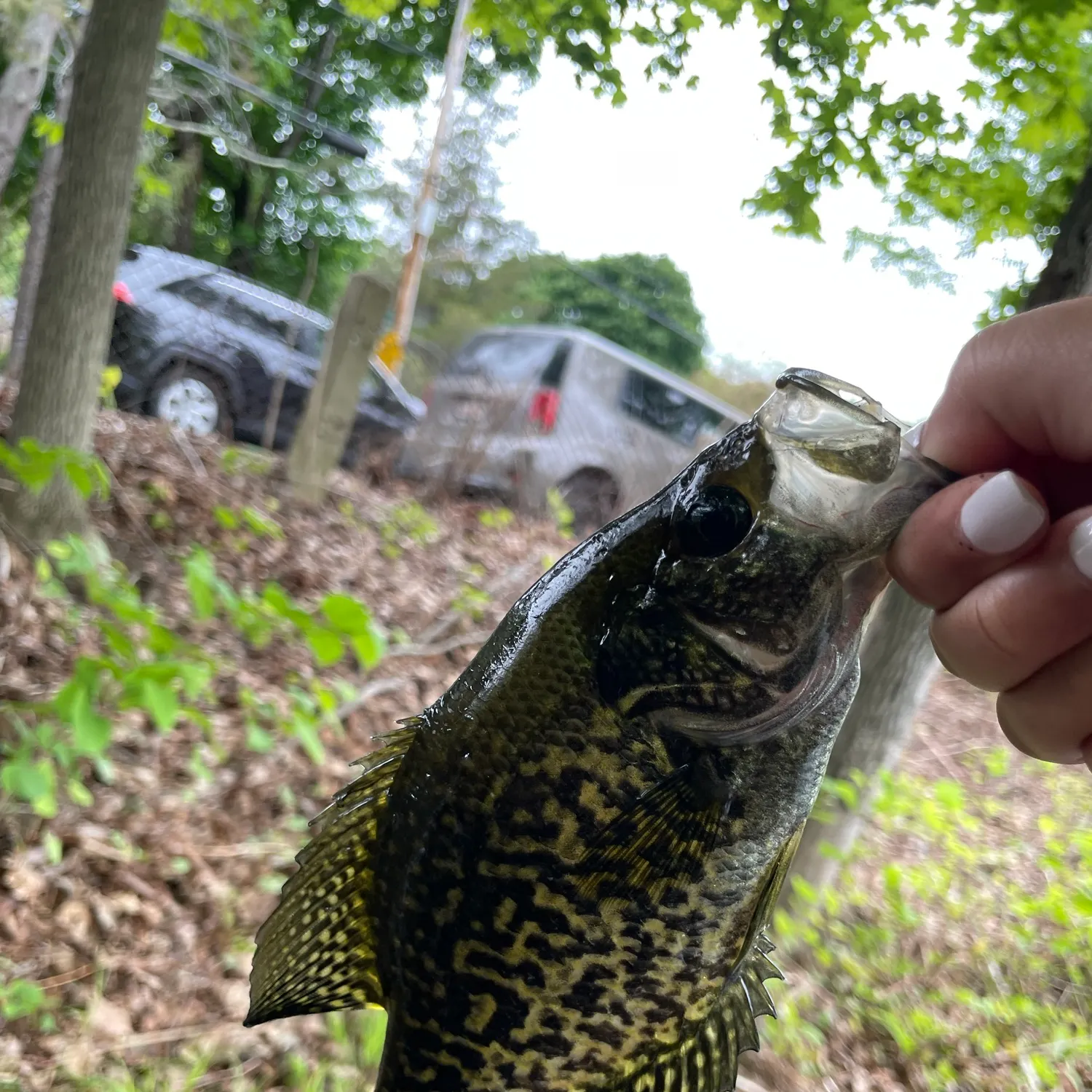 Black crappie caught on Fishbrain