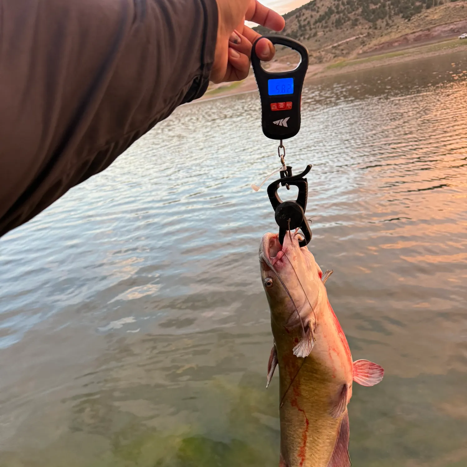 Channel catfish caught on Fishbrain