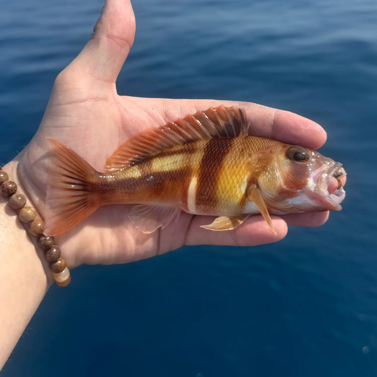 The most recent Tattler bass catches on Fishbrain