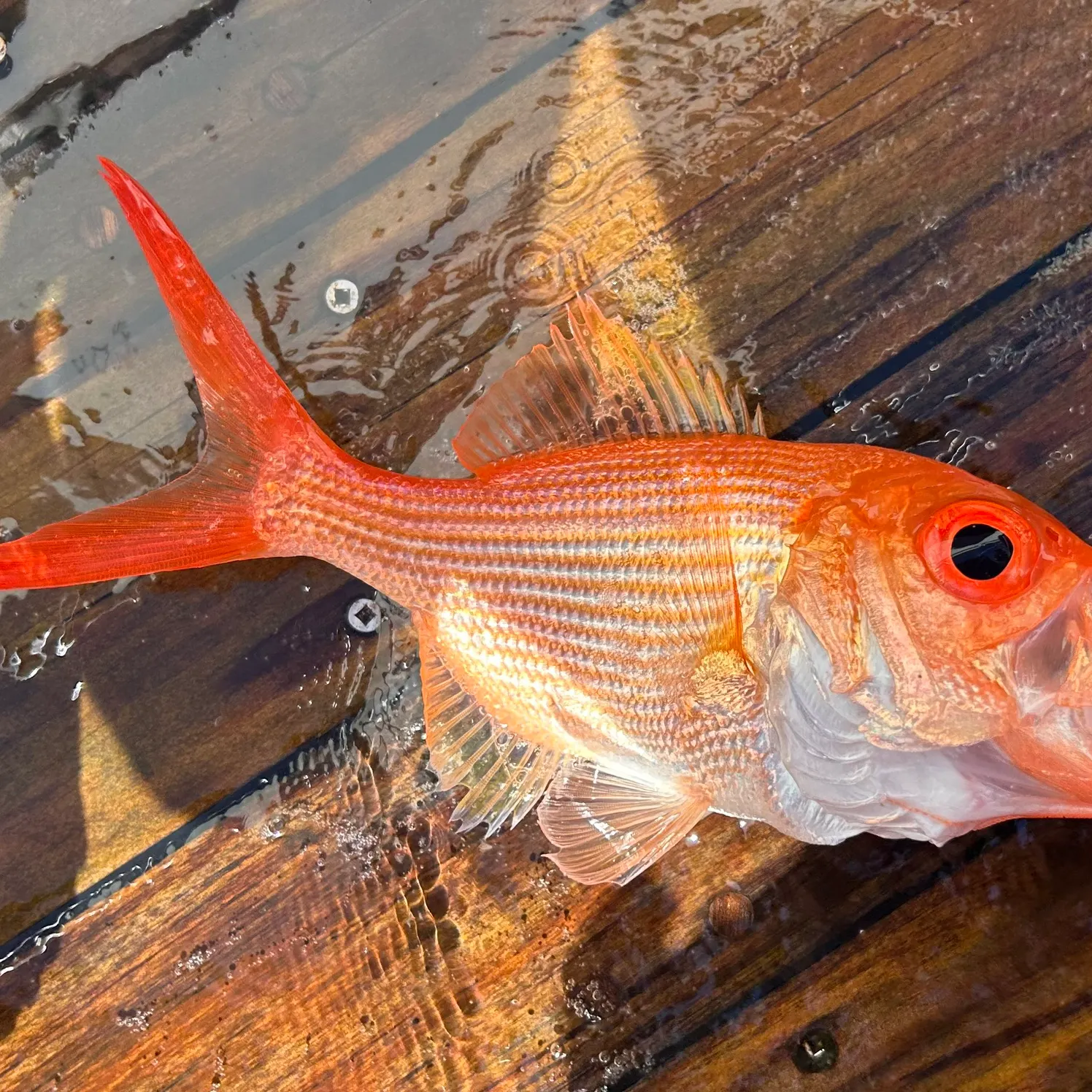 The most recent Eastern nannygai catches on Fishbrain