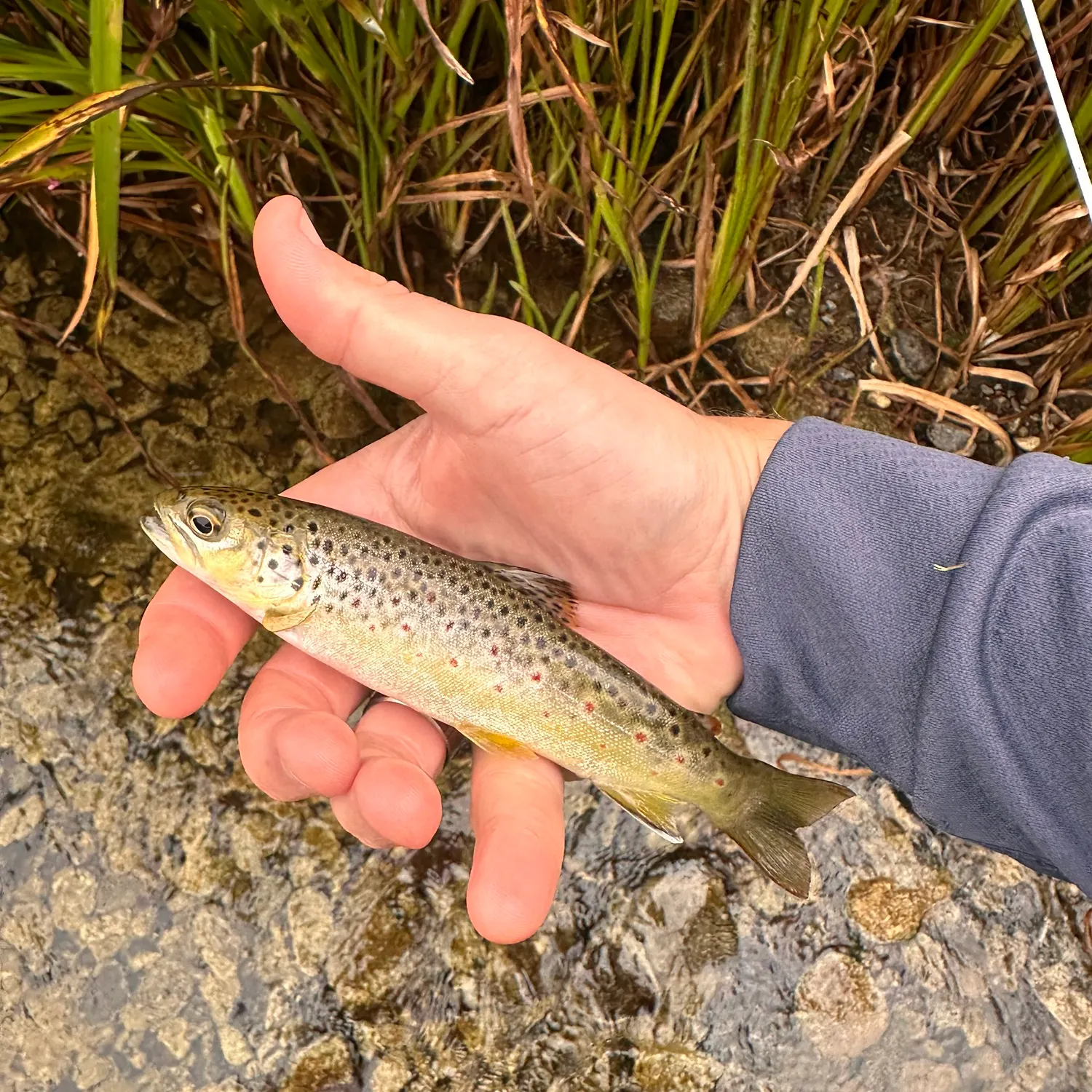 Brown trout caught on Fishbrain