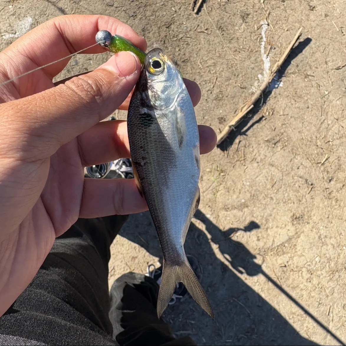 The most recent American gizzard shad catches on Fishbrain