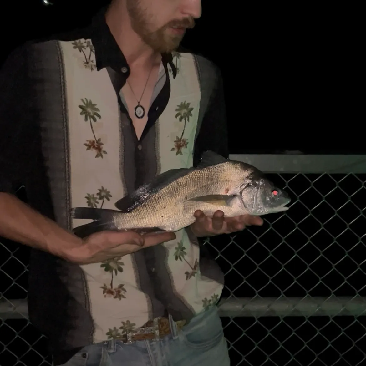 Freshwater drum caught on Fishbrain