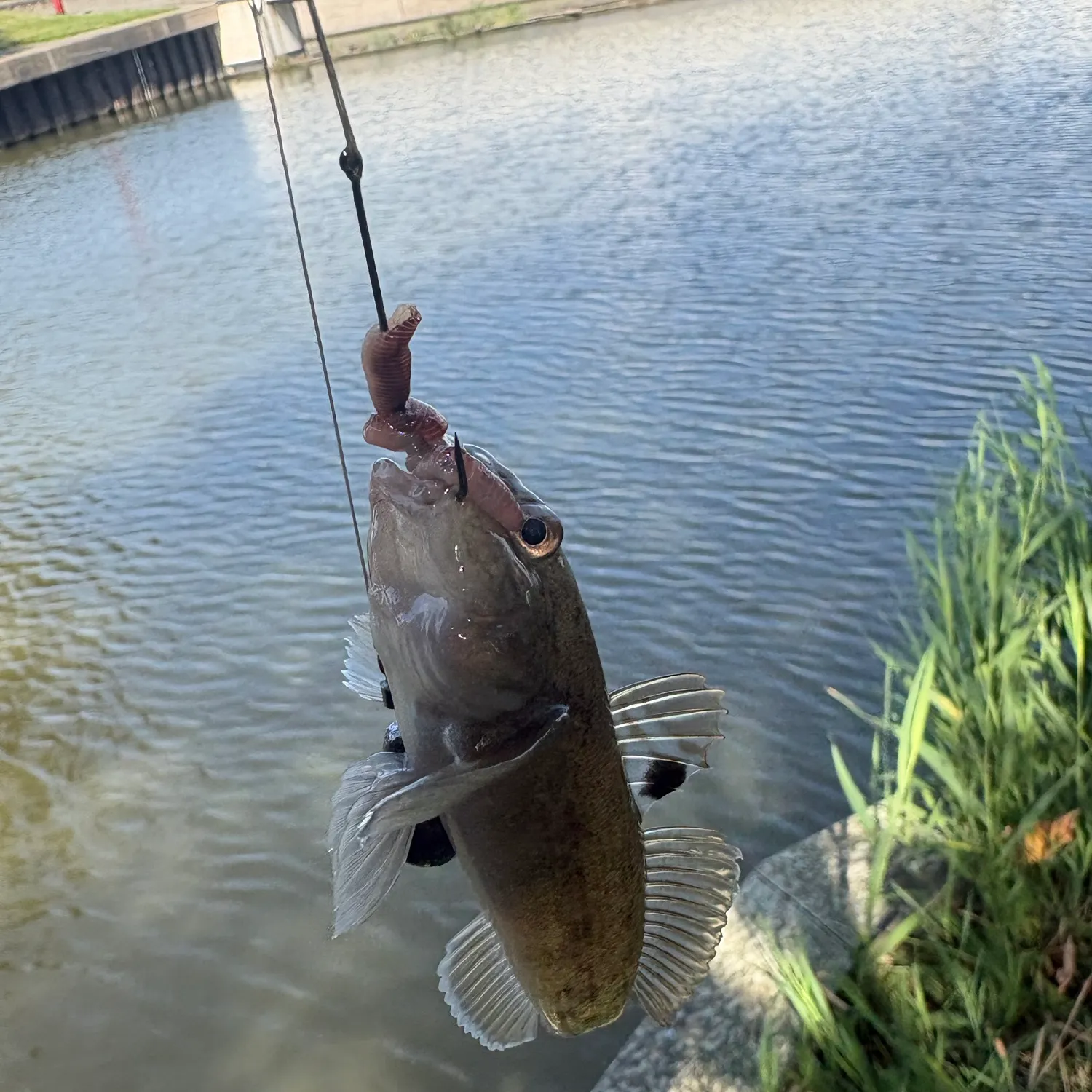 Round goby caught on Fishbrain