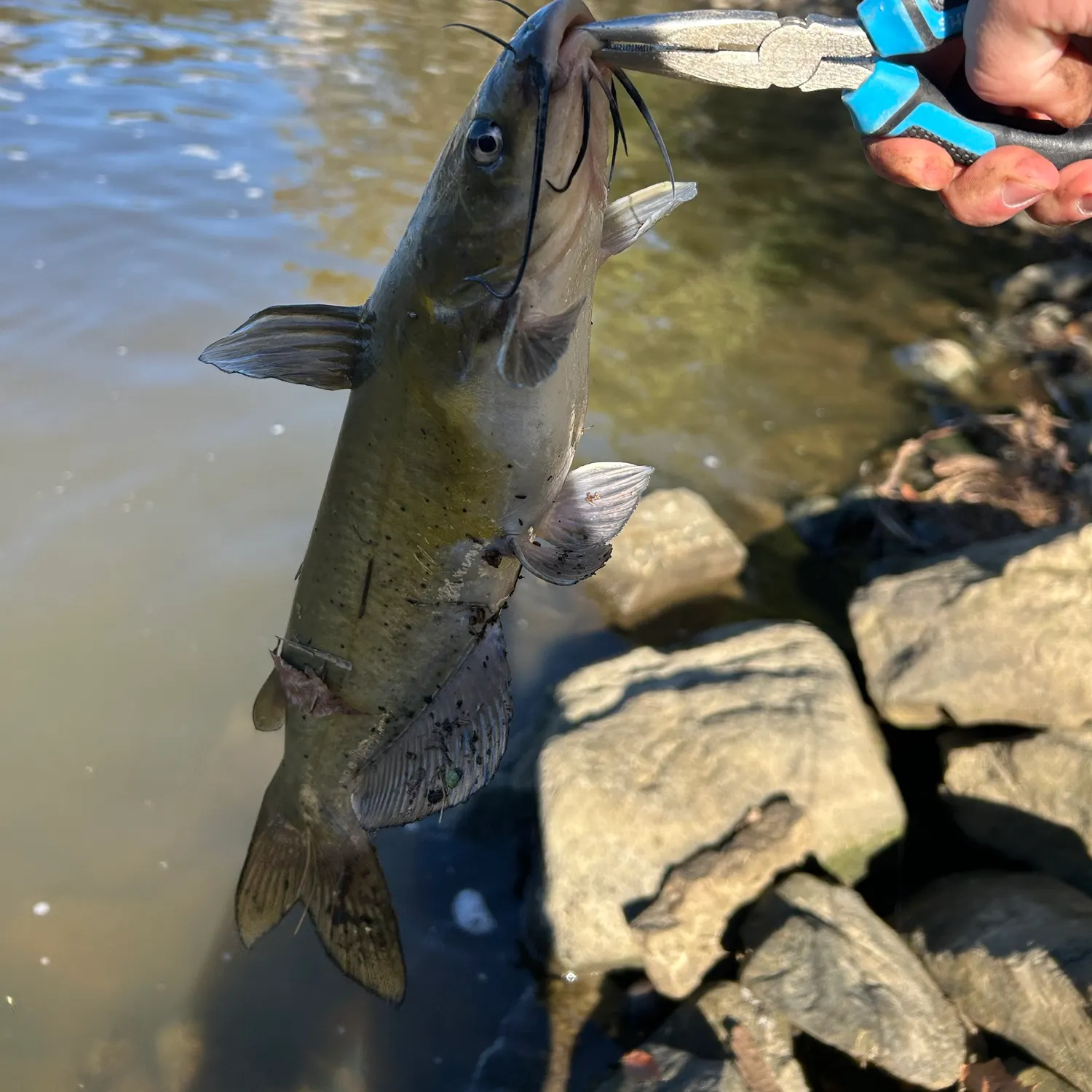 Channel catfish caught on Fishbrain