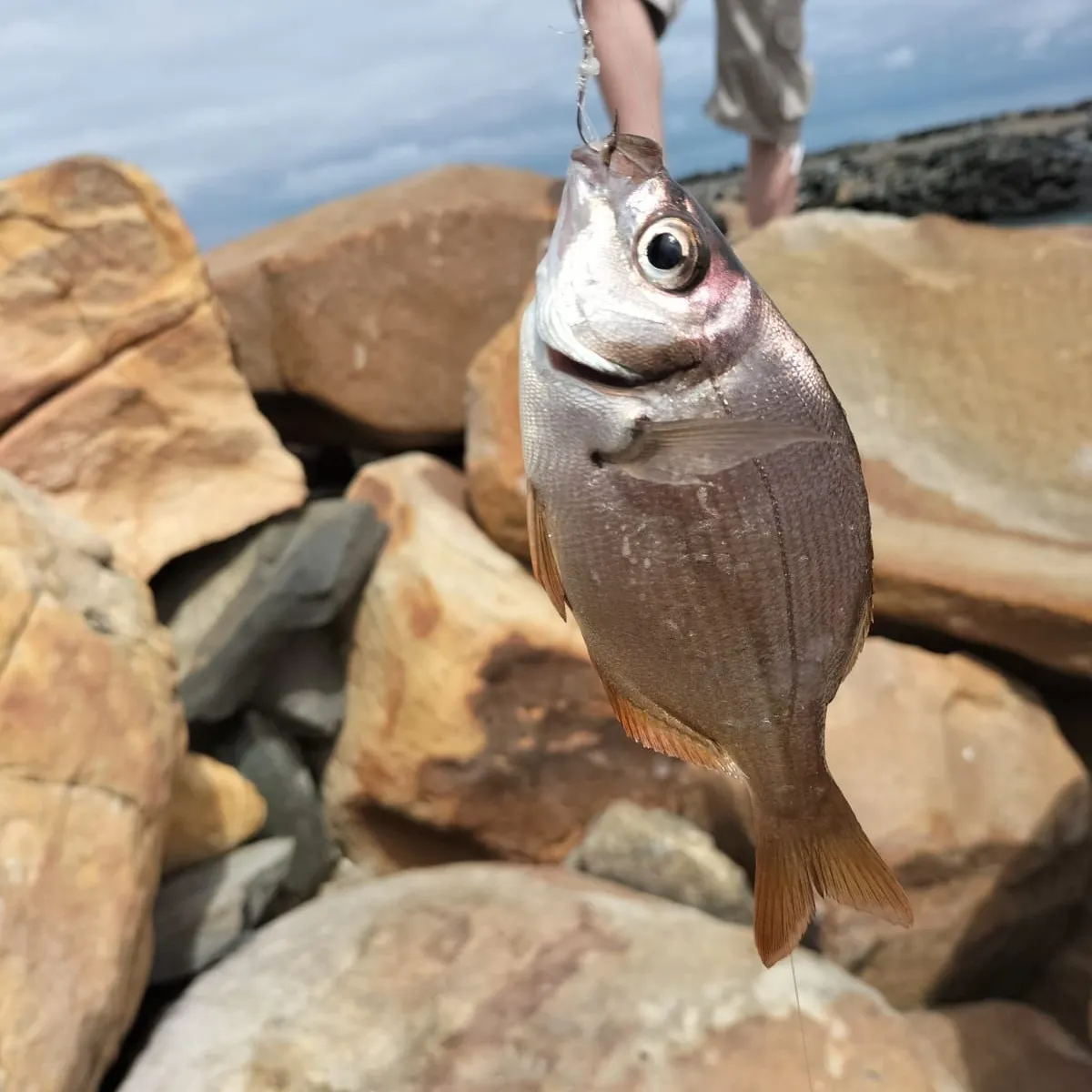 The most popular recent Hottentot seabream catch on Fishbrain