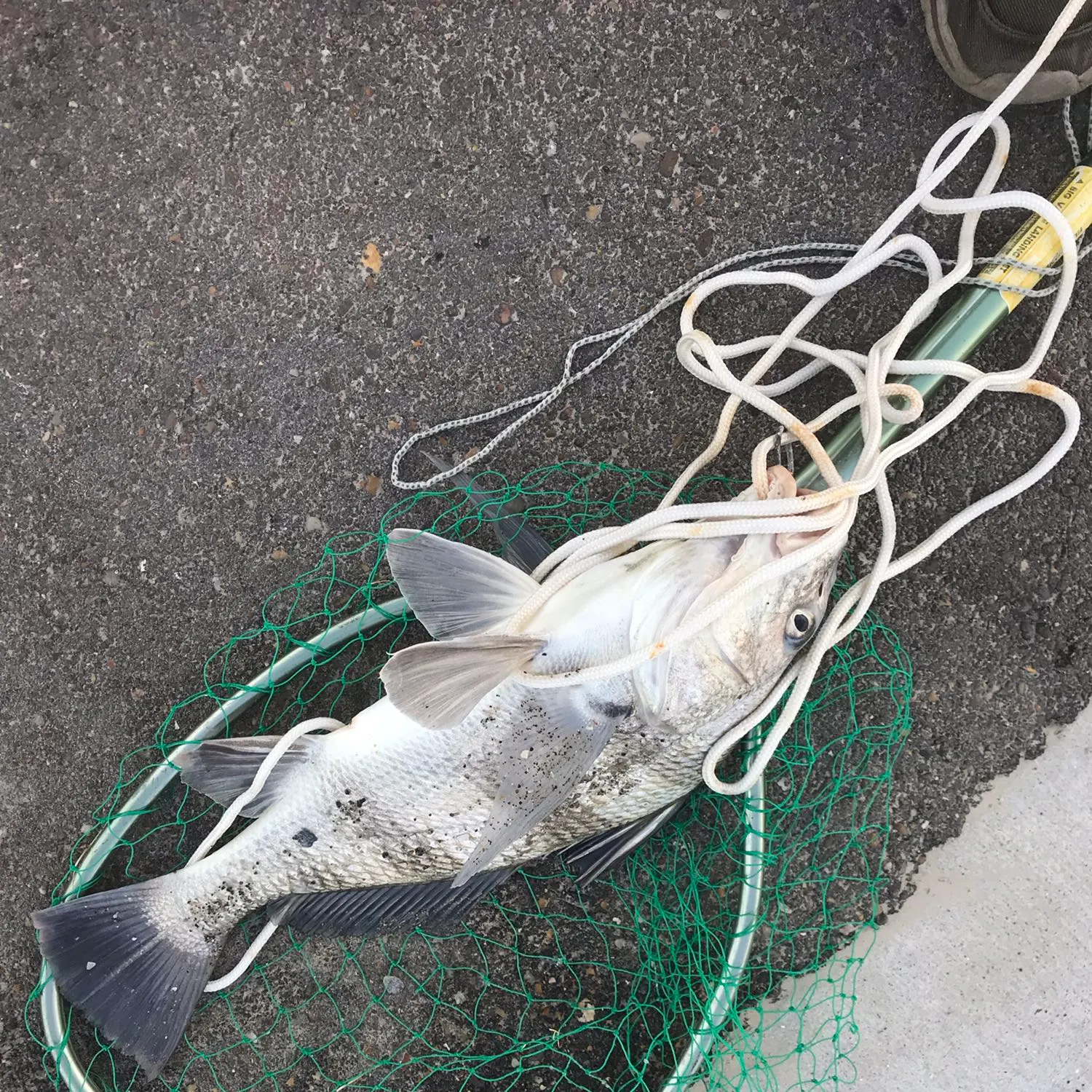 Black drum caught on Fishbrain