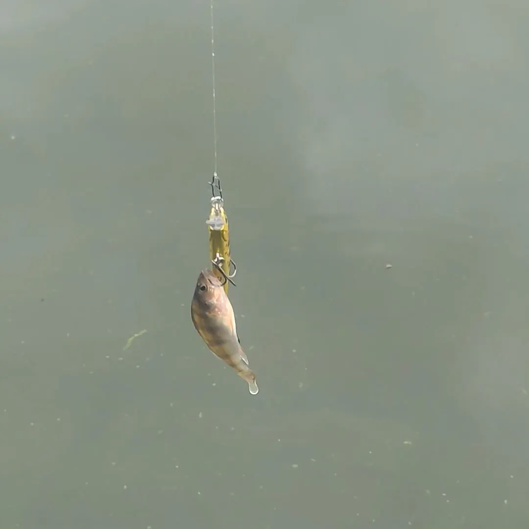 European perch caught on Fishbrain