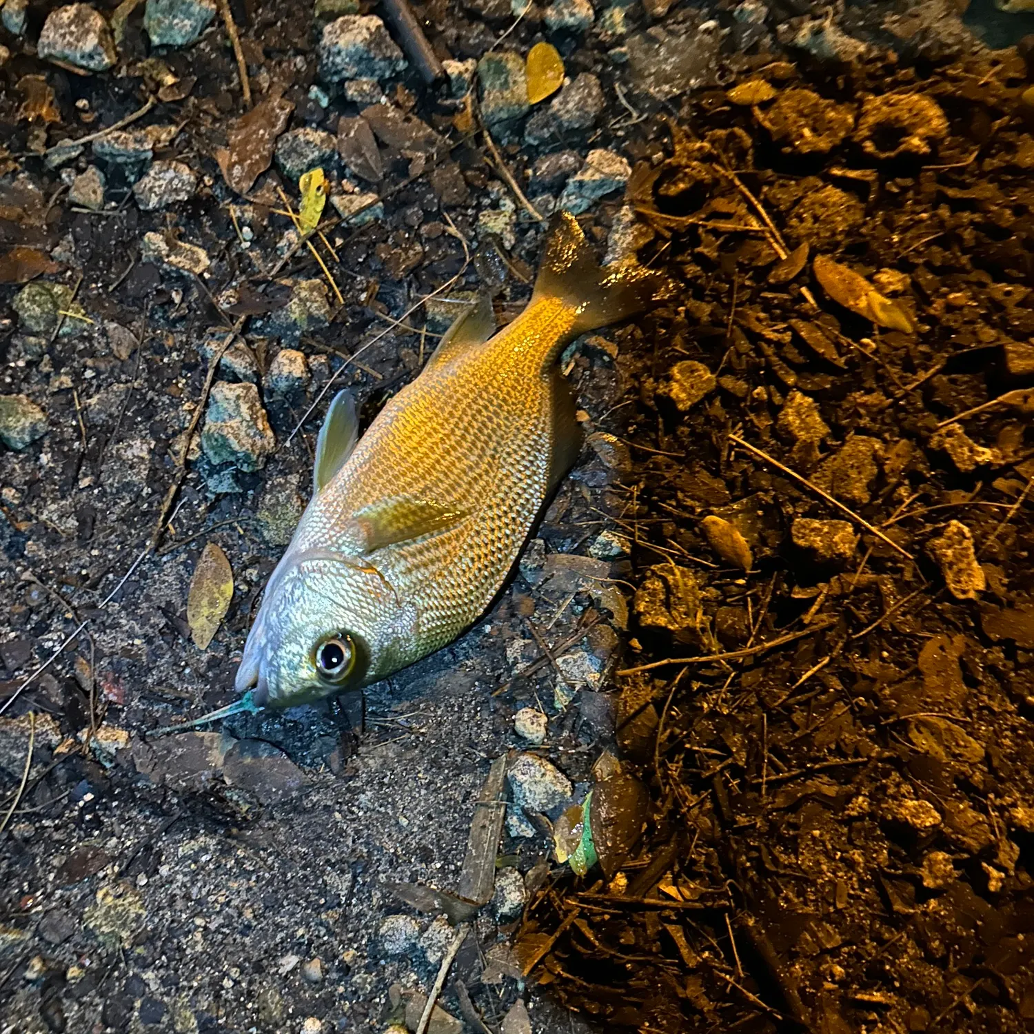 Silver perch caught on Fishbrain