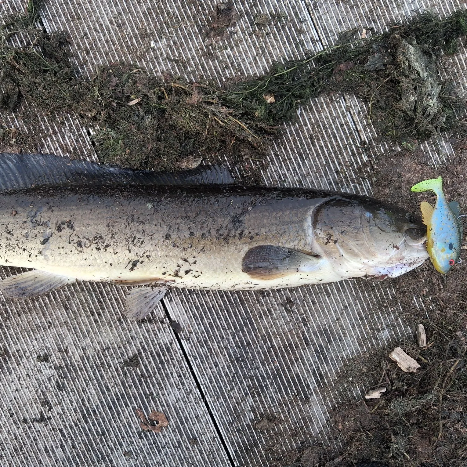 Eyetail bowfin caught on Fishbrain