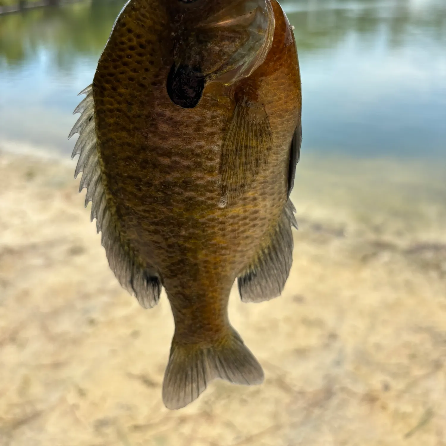 Bluegill caught on Fishbrain