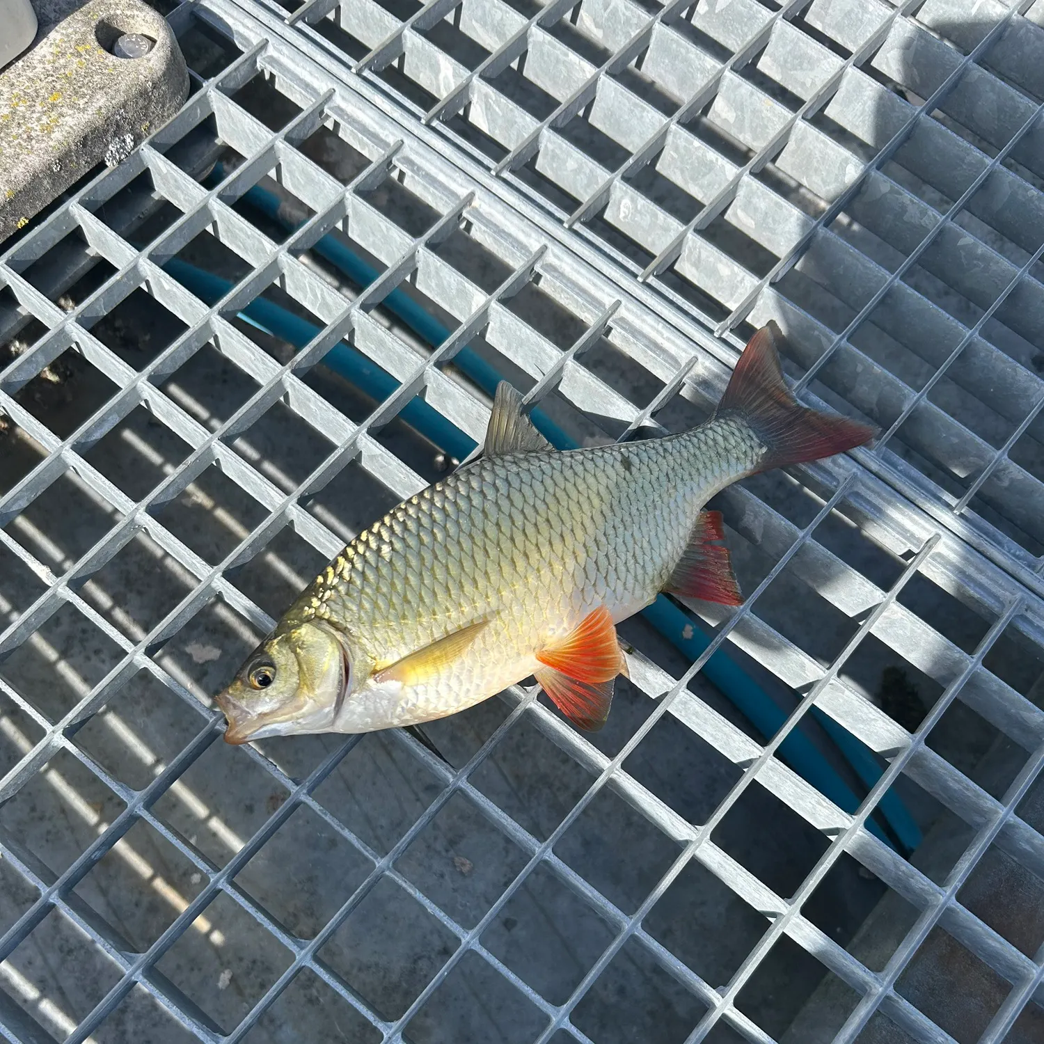 Common rudd caught on Fishbrain