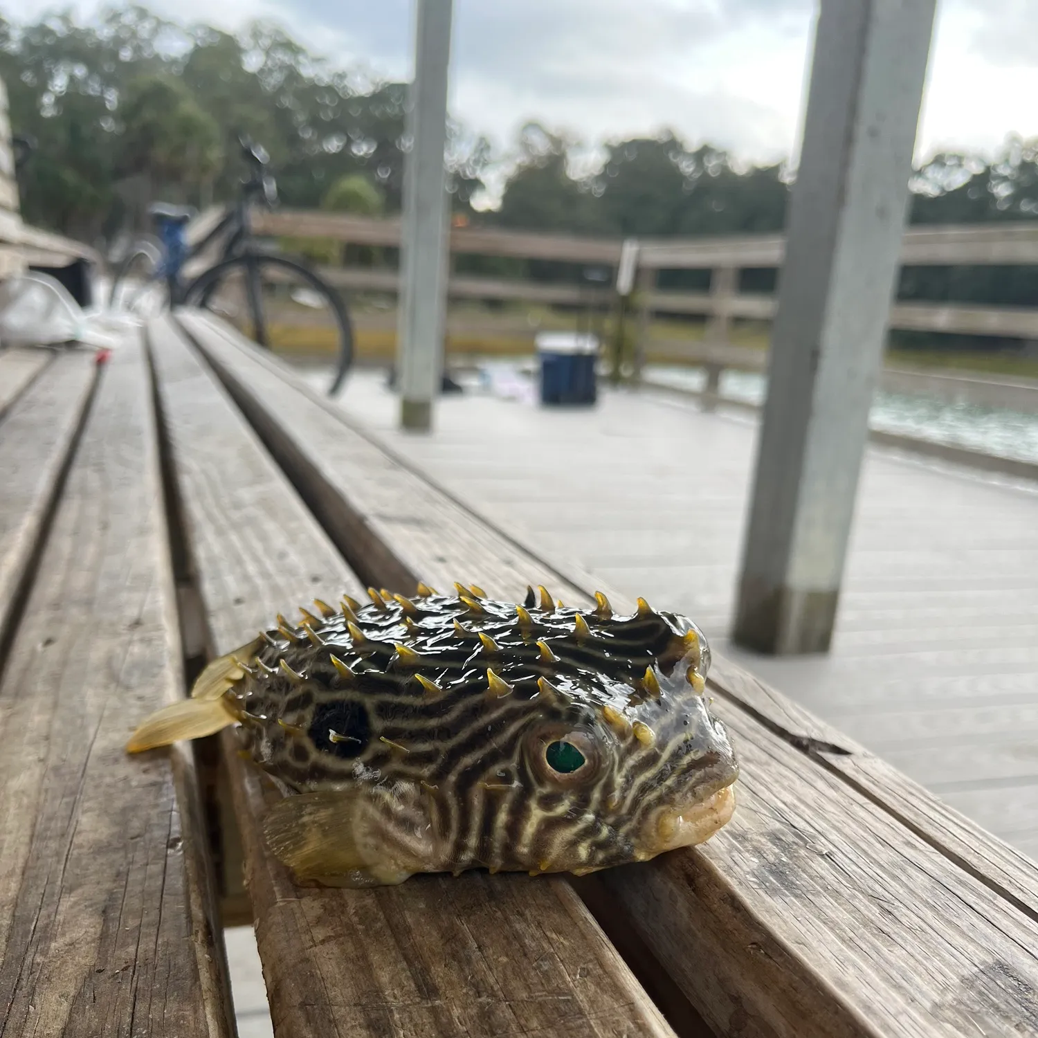 The most recent Striped burrfish catches on Fishbrain