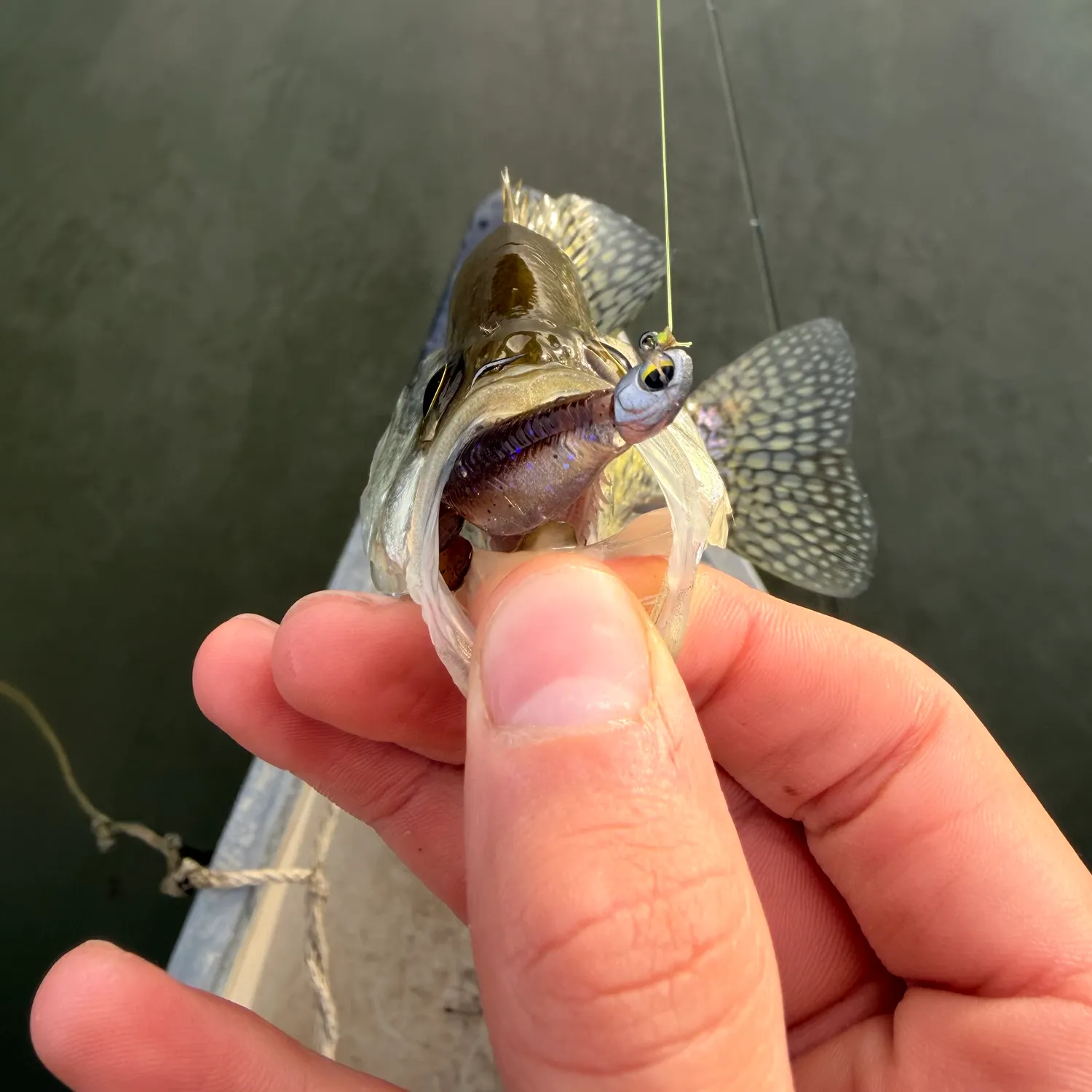 White crappie caught on Fishbrain