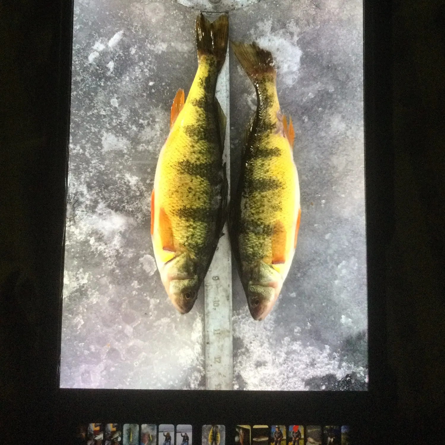 The most recent Yellow perch catches on Fishbrain
