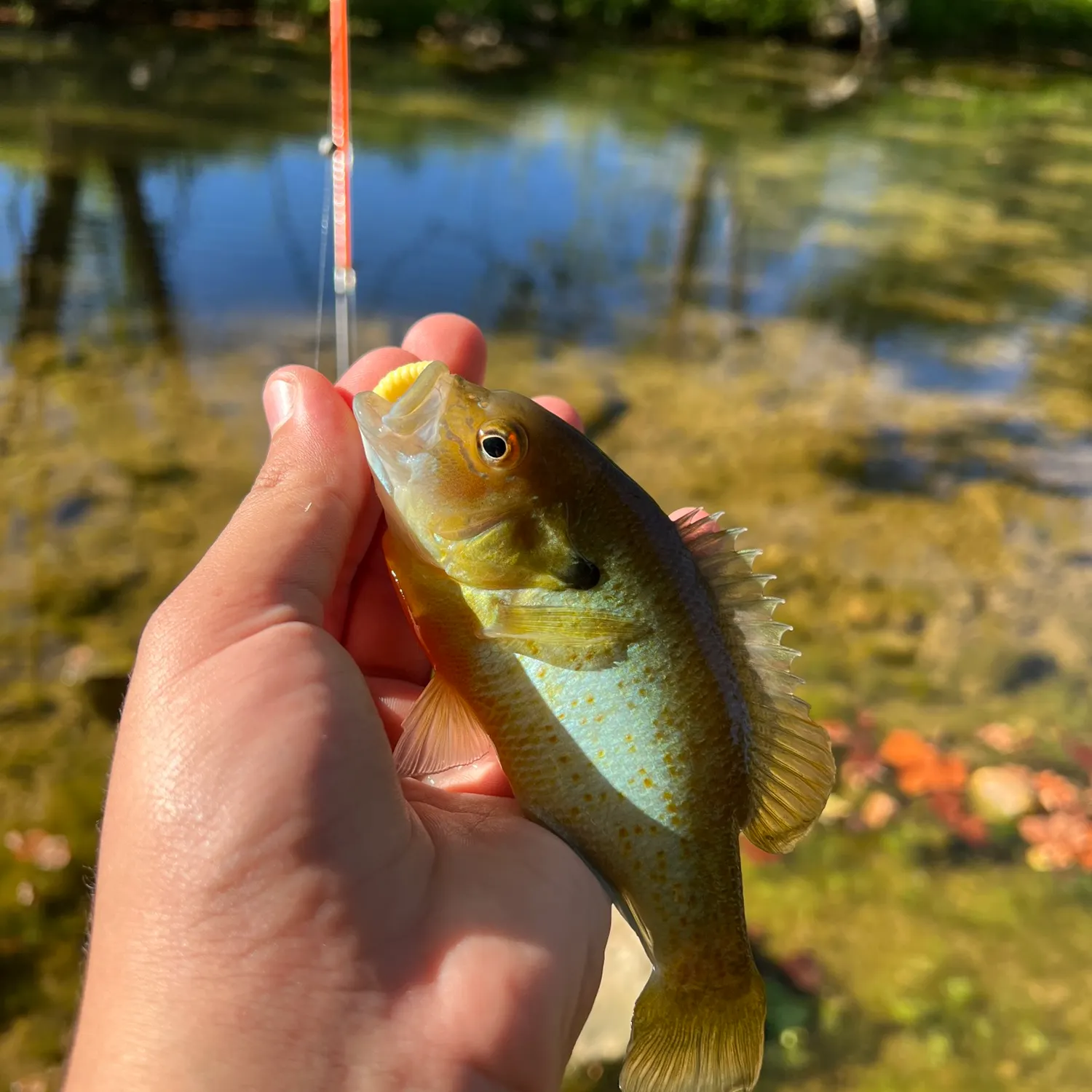Redbreast sunfish caught on Fishbrain