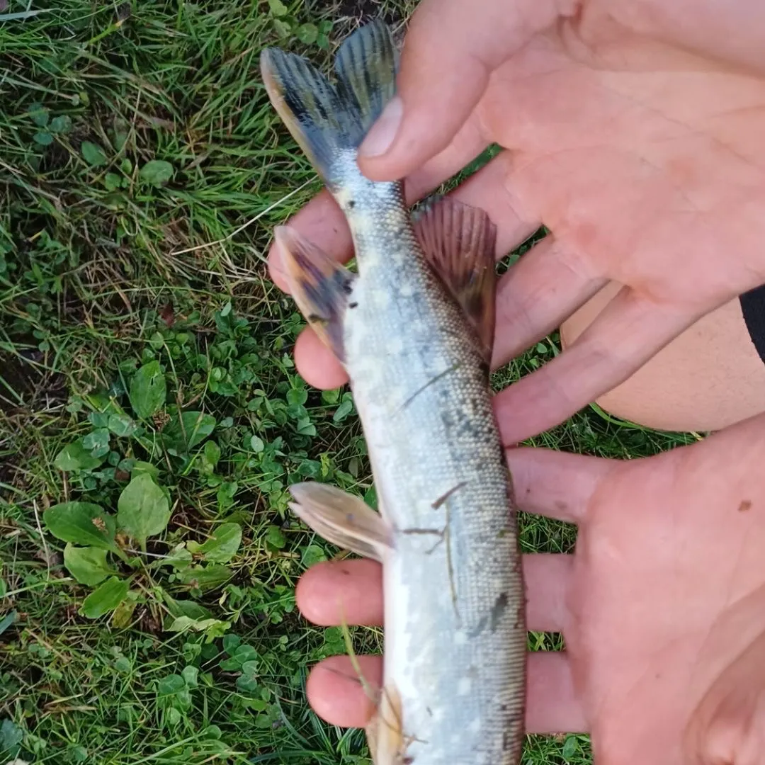 Northern pike caught on Fishbrain