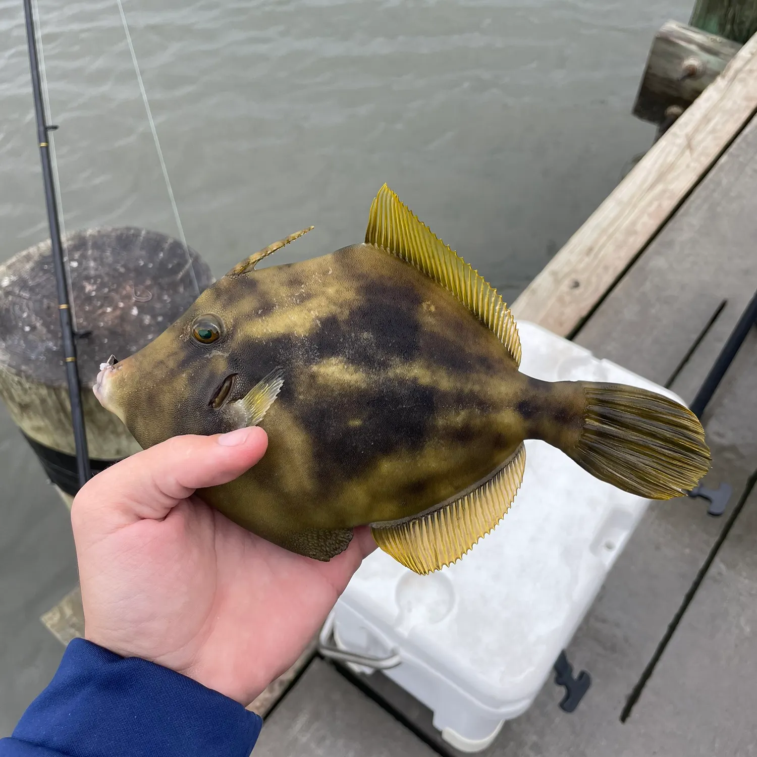 The most recent Planehead filefish catches on Fishbrain