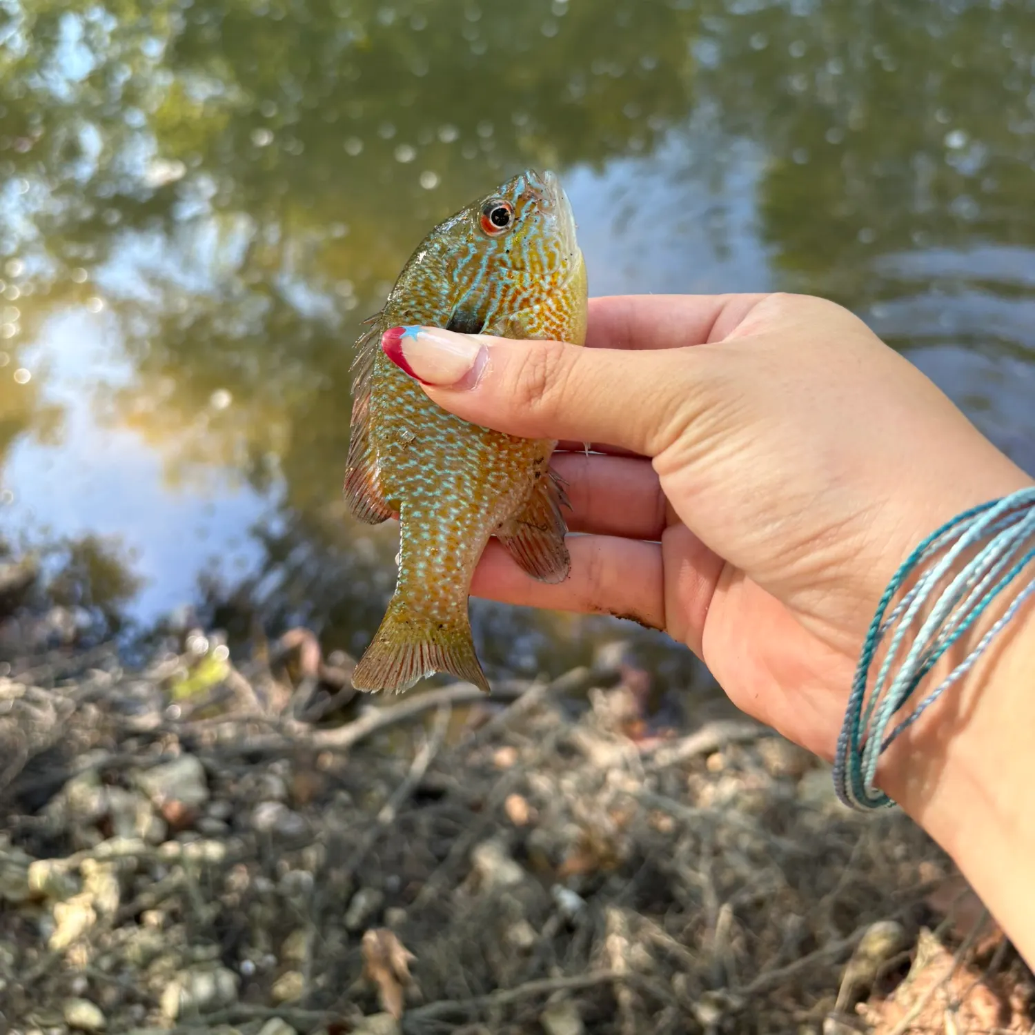 Longear sunfish caught on Fishbrain