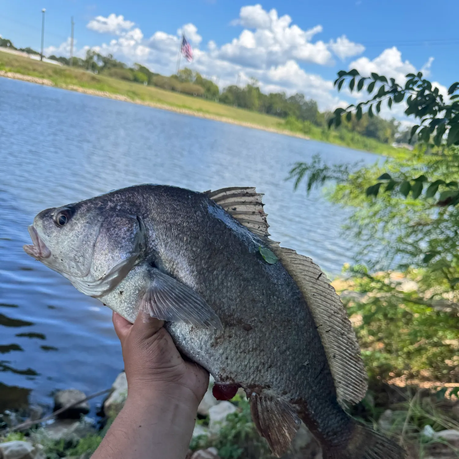 Freshwater drum caught on Fishbrain