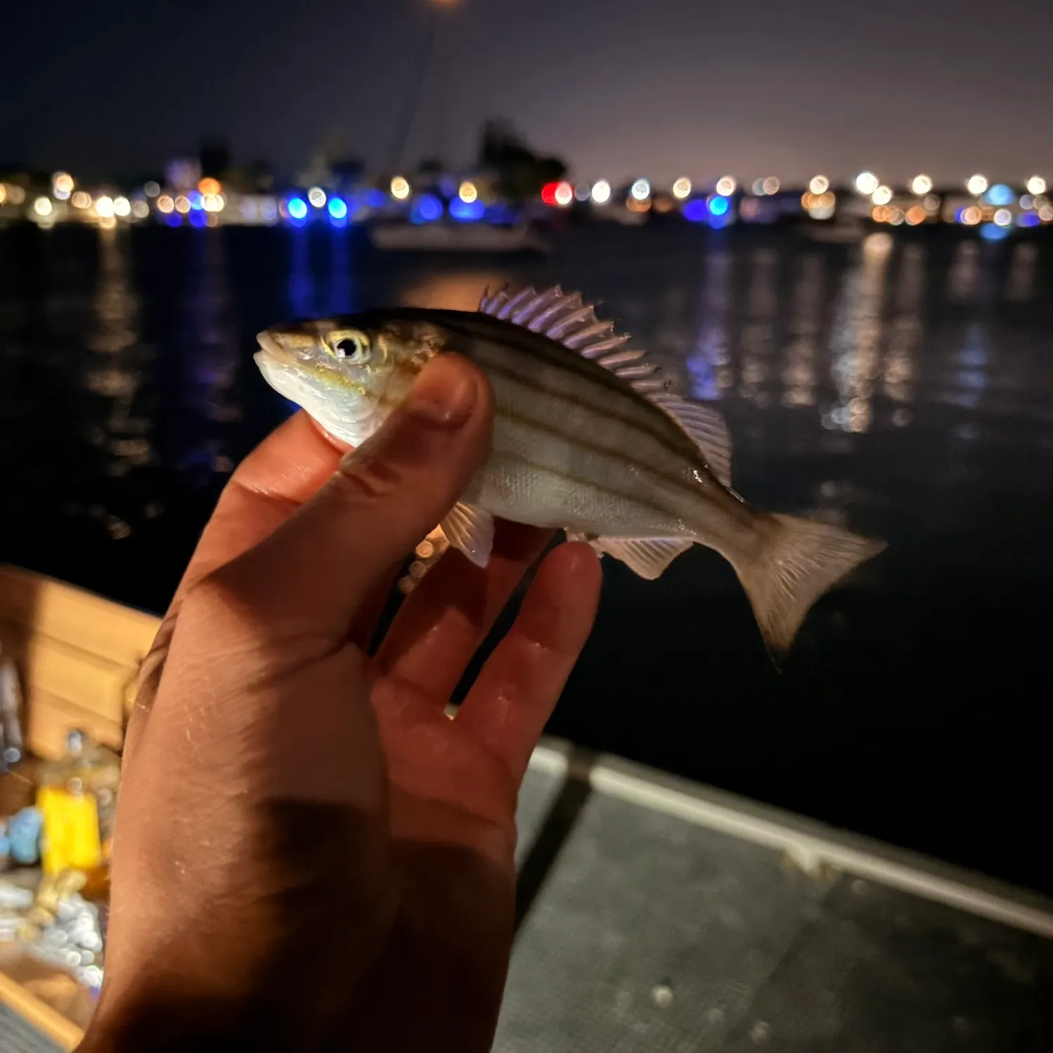 The most recent Eastern striped grunter catches on Fishbrain