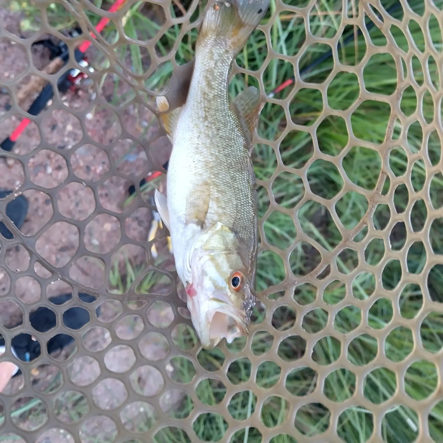 Smallmouth bass caught on Fishbrain