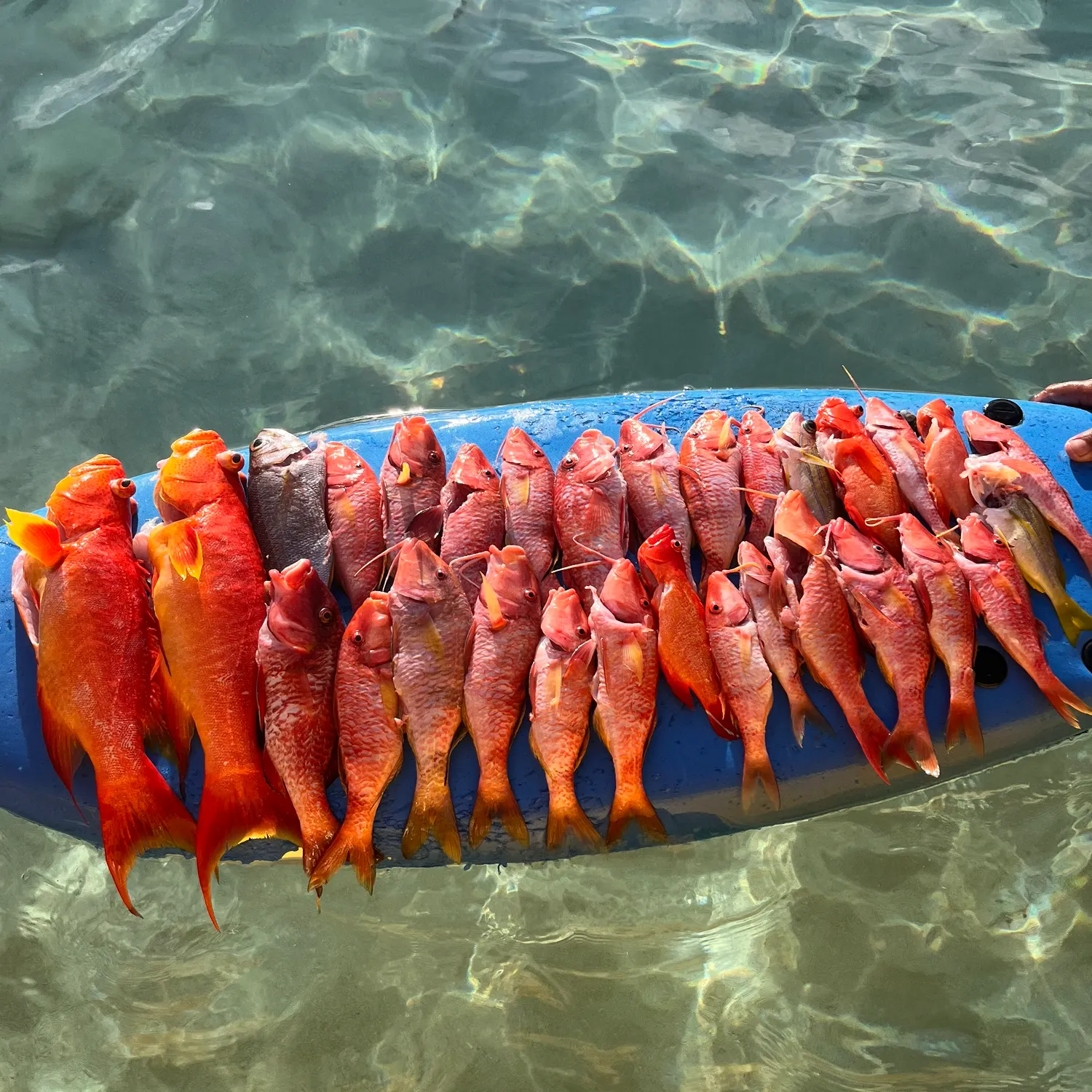The most recent Spotted coralgrouper catches on Fishbrain