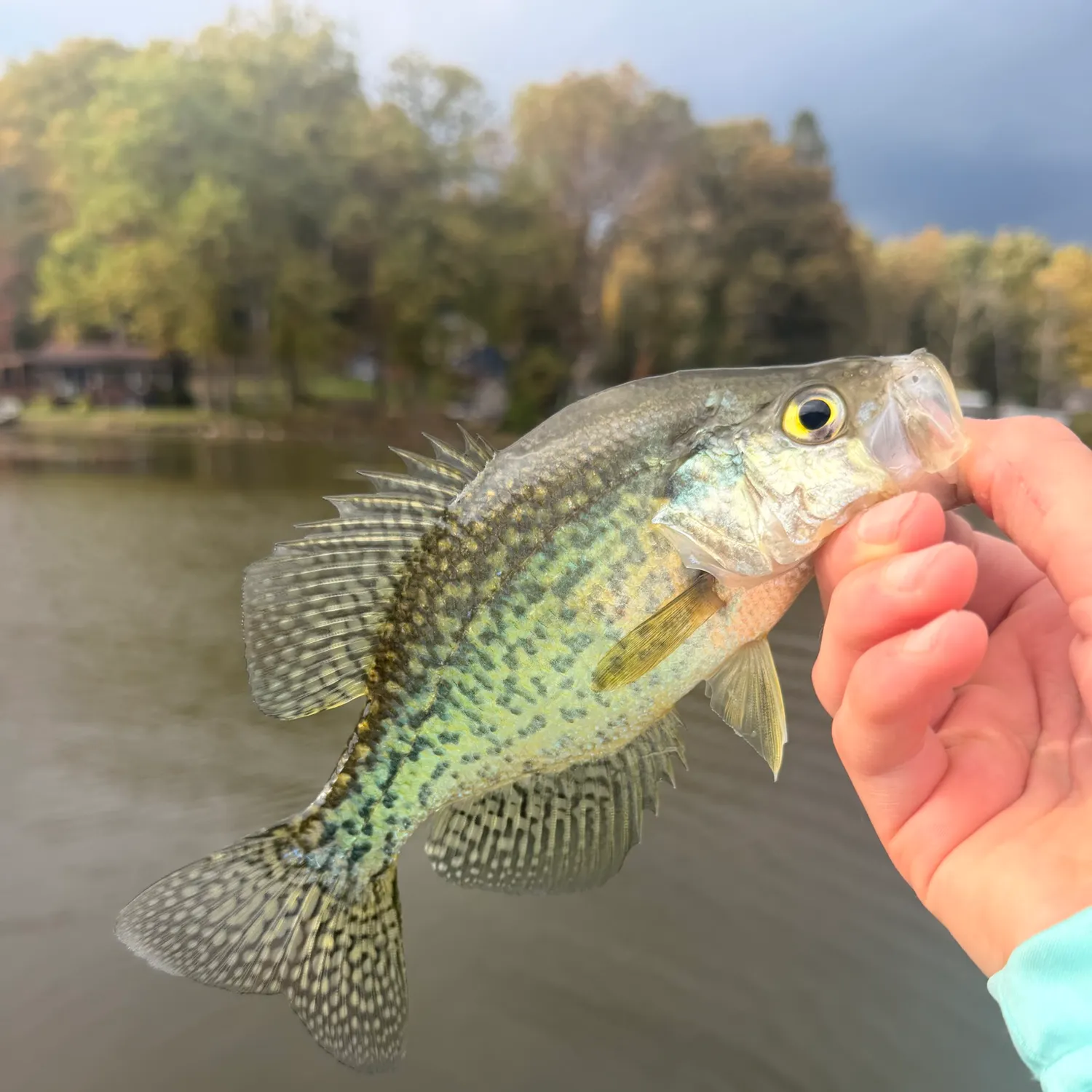 White crappie caught on Fishbrain
