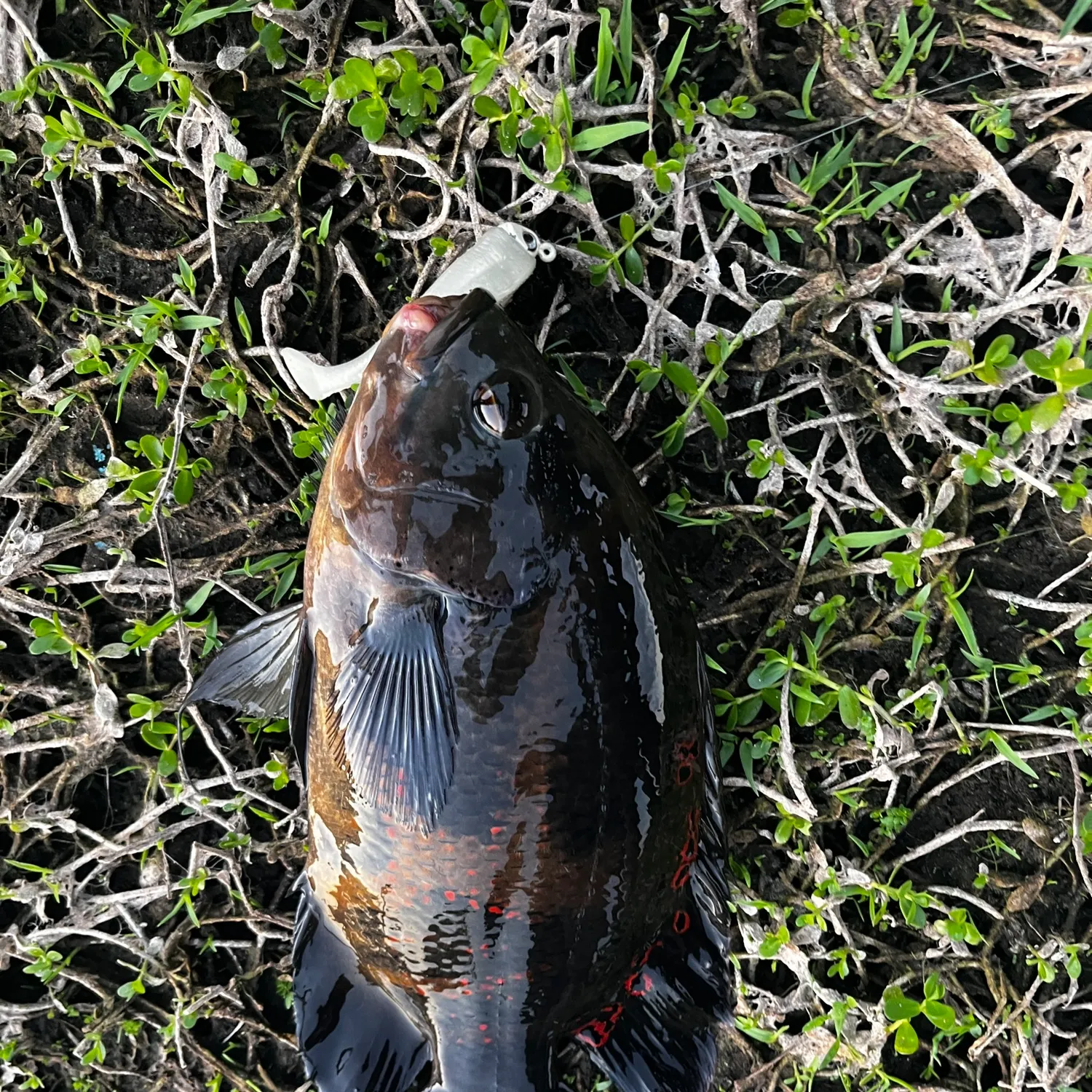 The most recent Oscar catches on Fishbrain