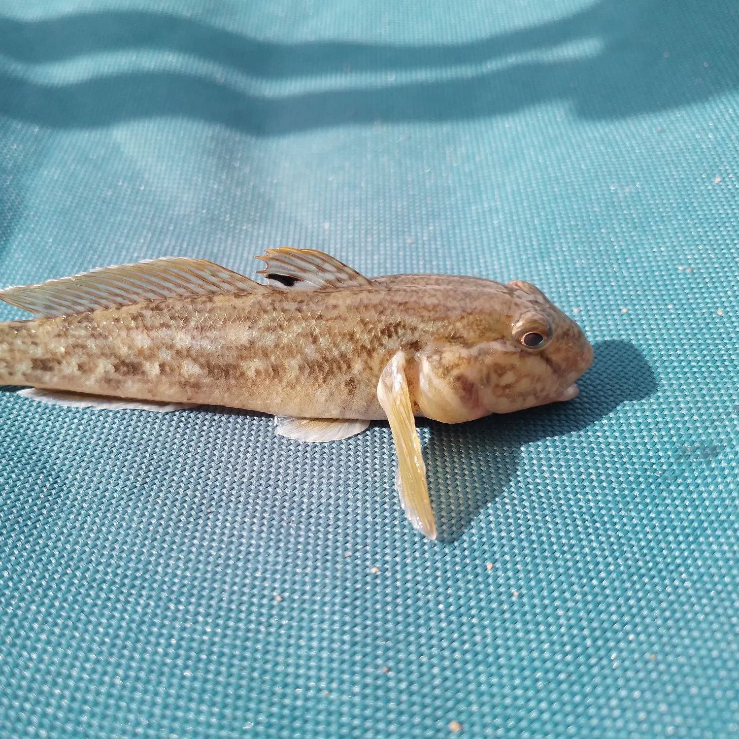 Round goby caught on Fishbrain