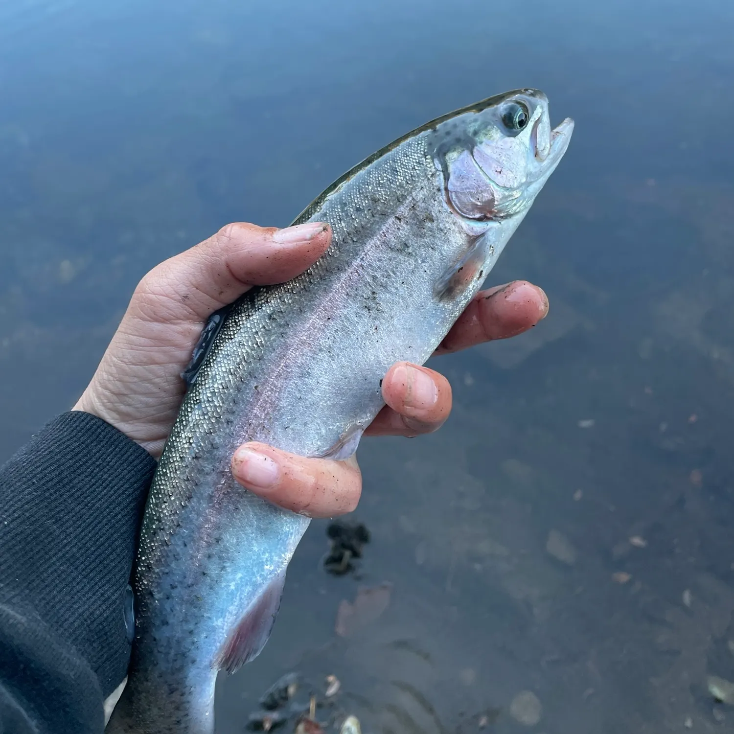 Rainbow trout caught on Fishbrain