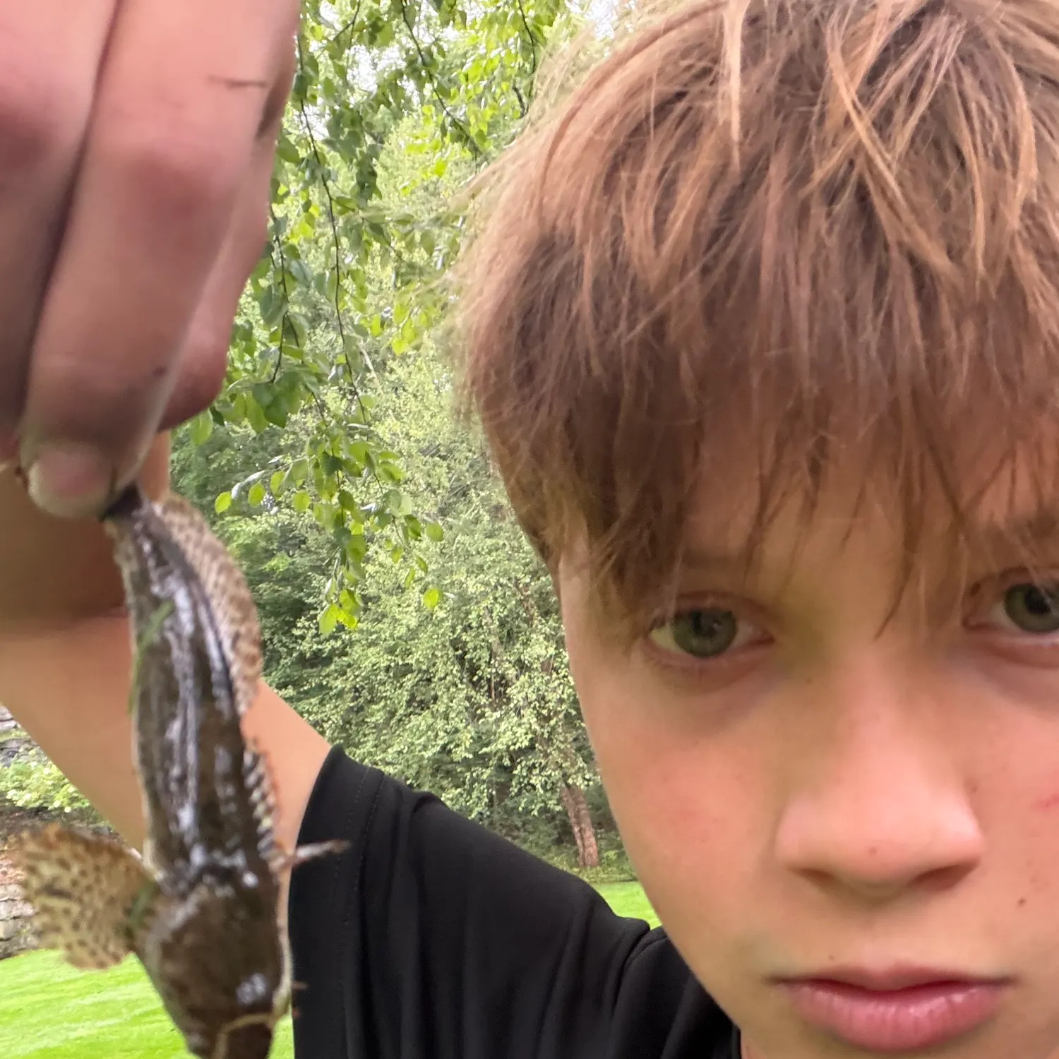 Suckermouth catfish caught on Fishbrain