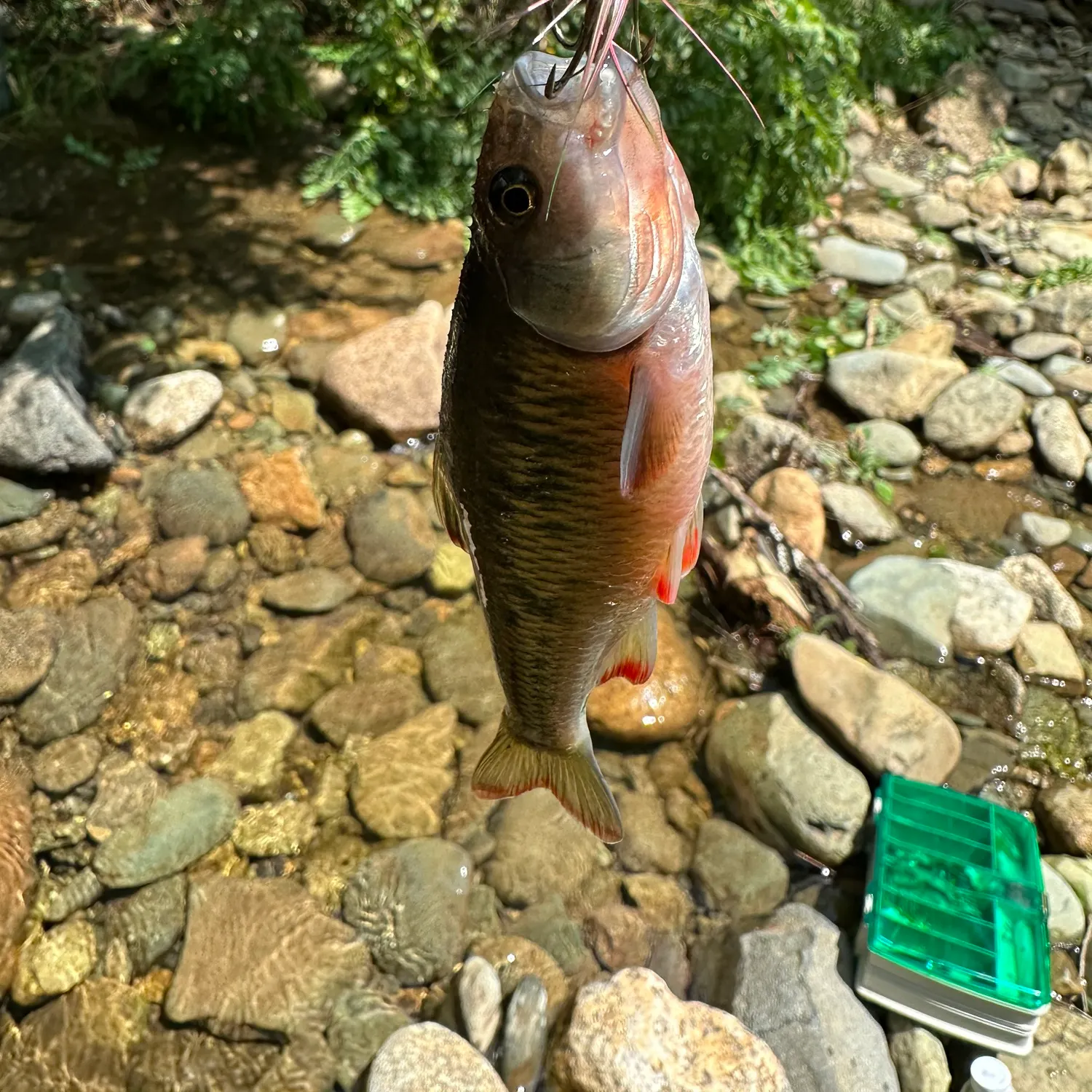 most liked catch image