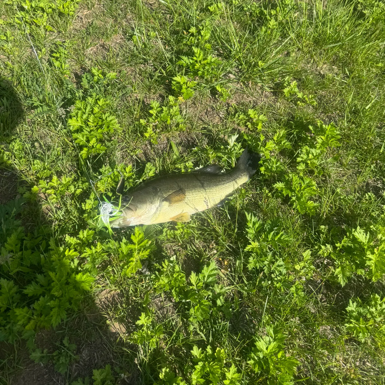 angler catch