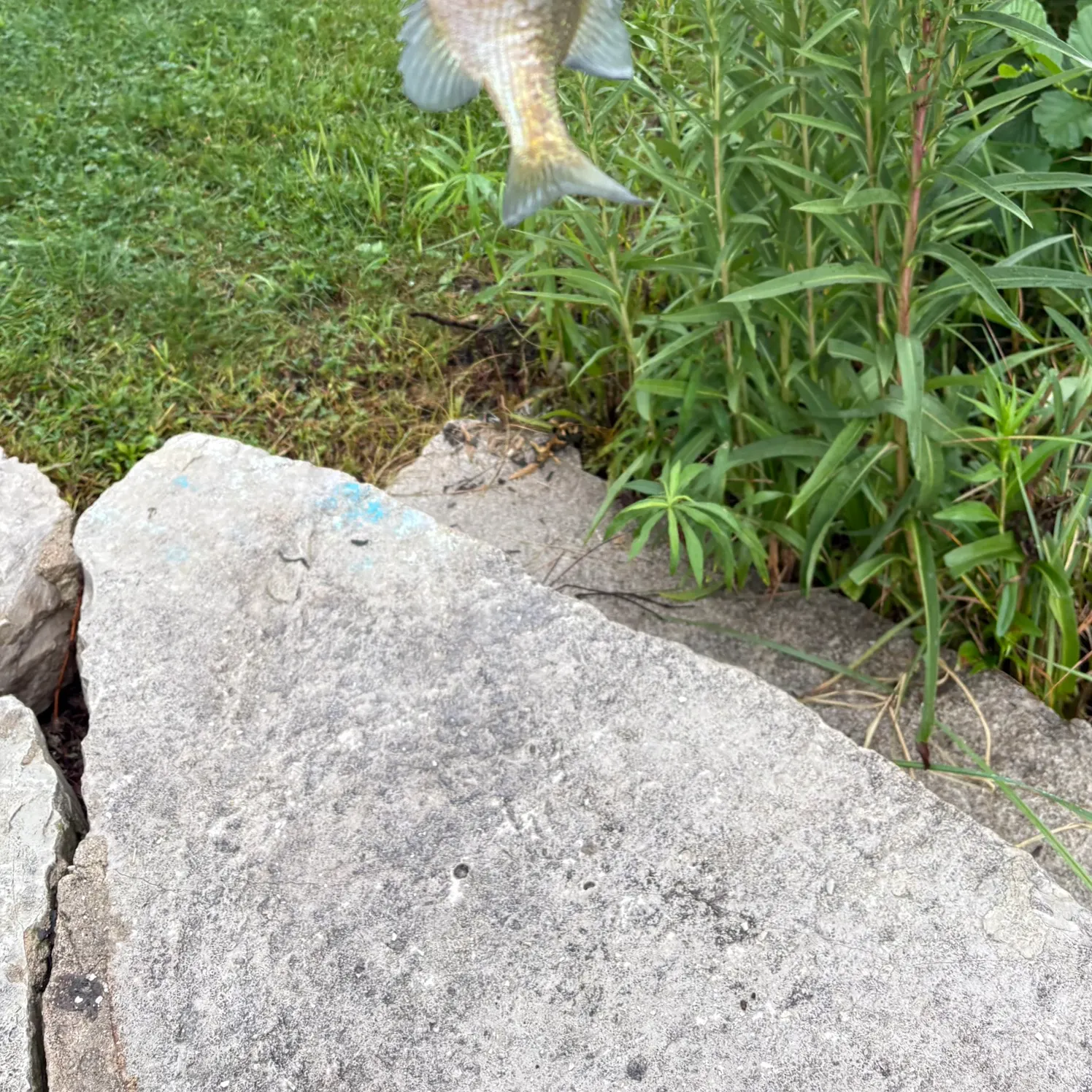 Bluegill caught on Fishbrain