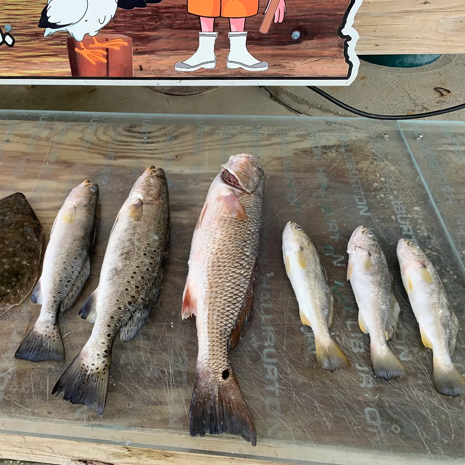 recently logged catches