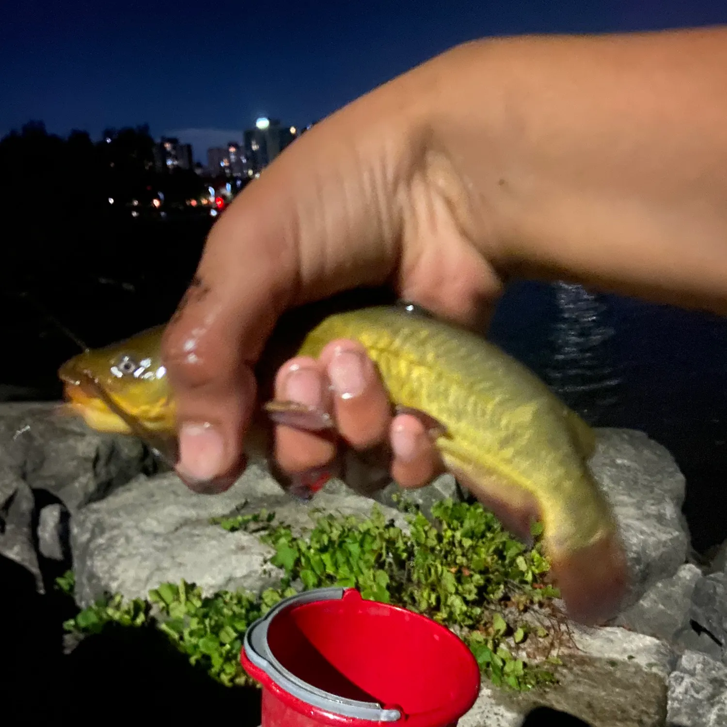 catch
